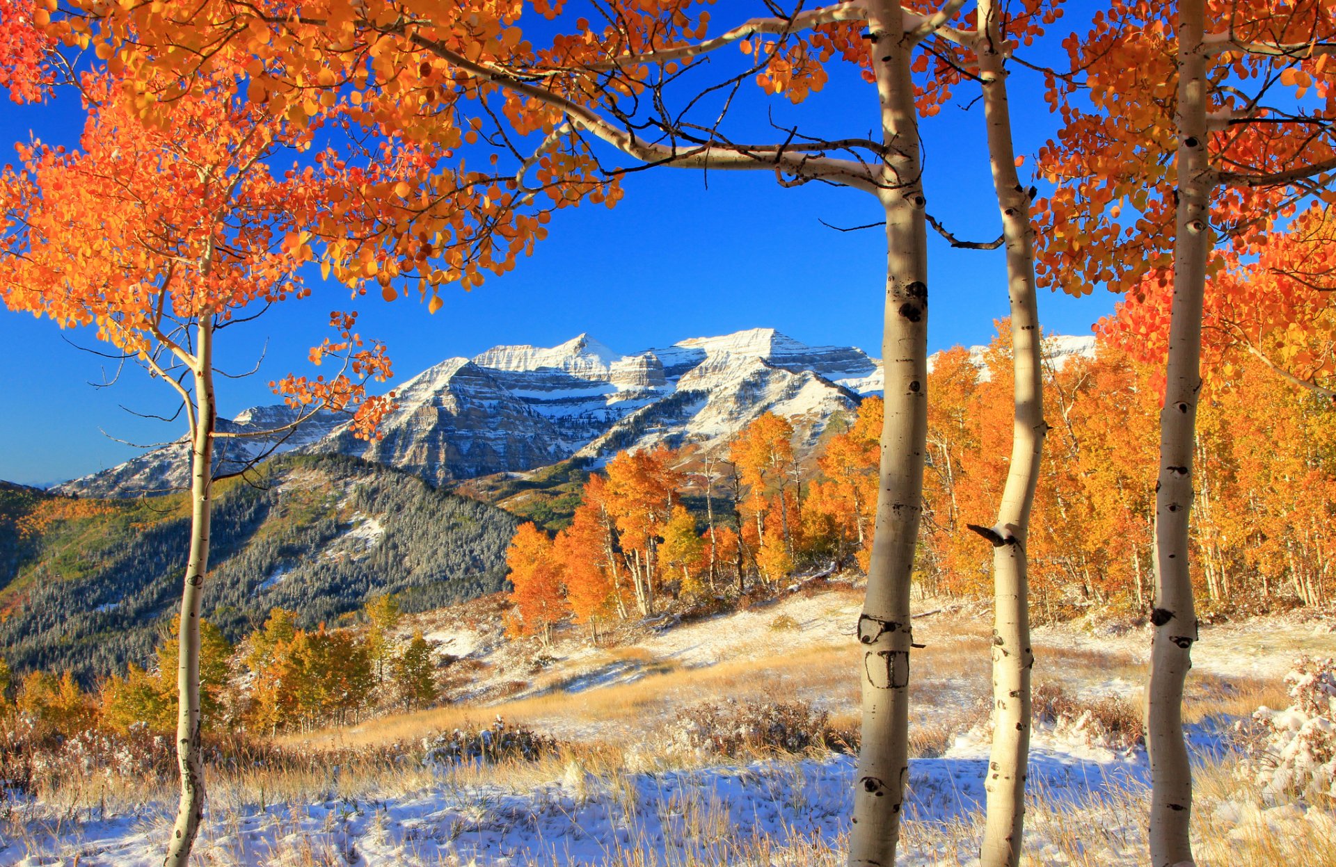 montañas bosque árboles hojas amarillo otoño nieve