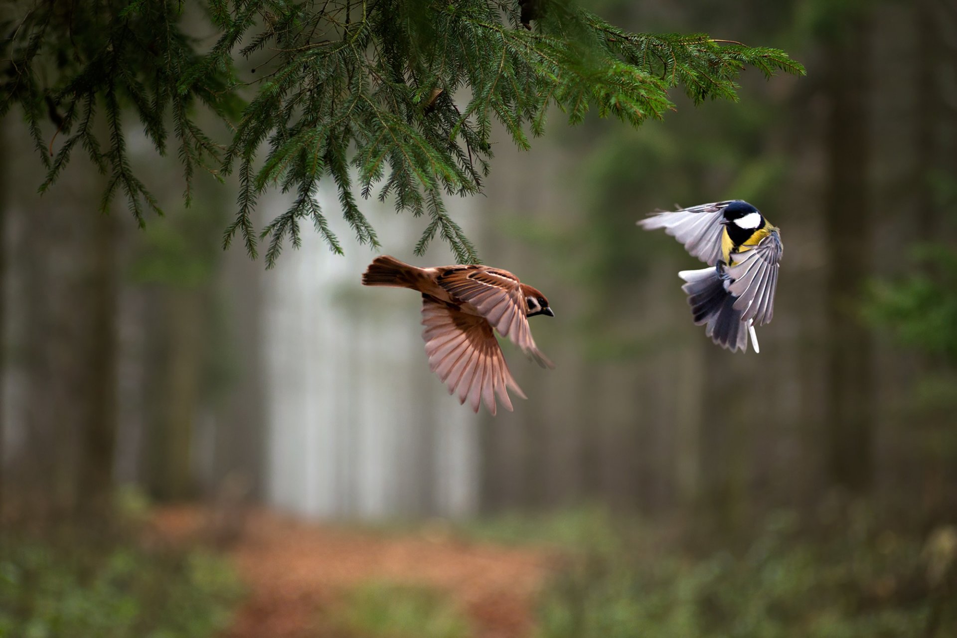 aves bosque abeto rama