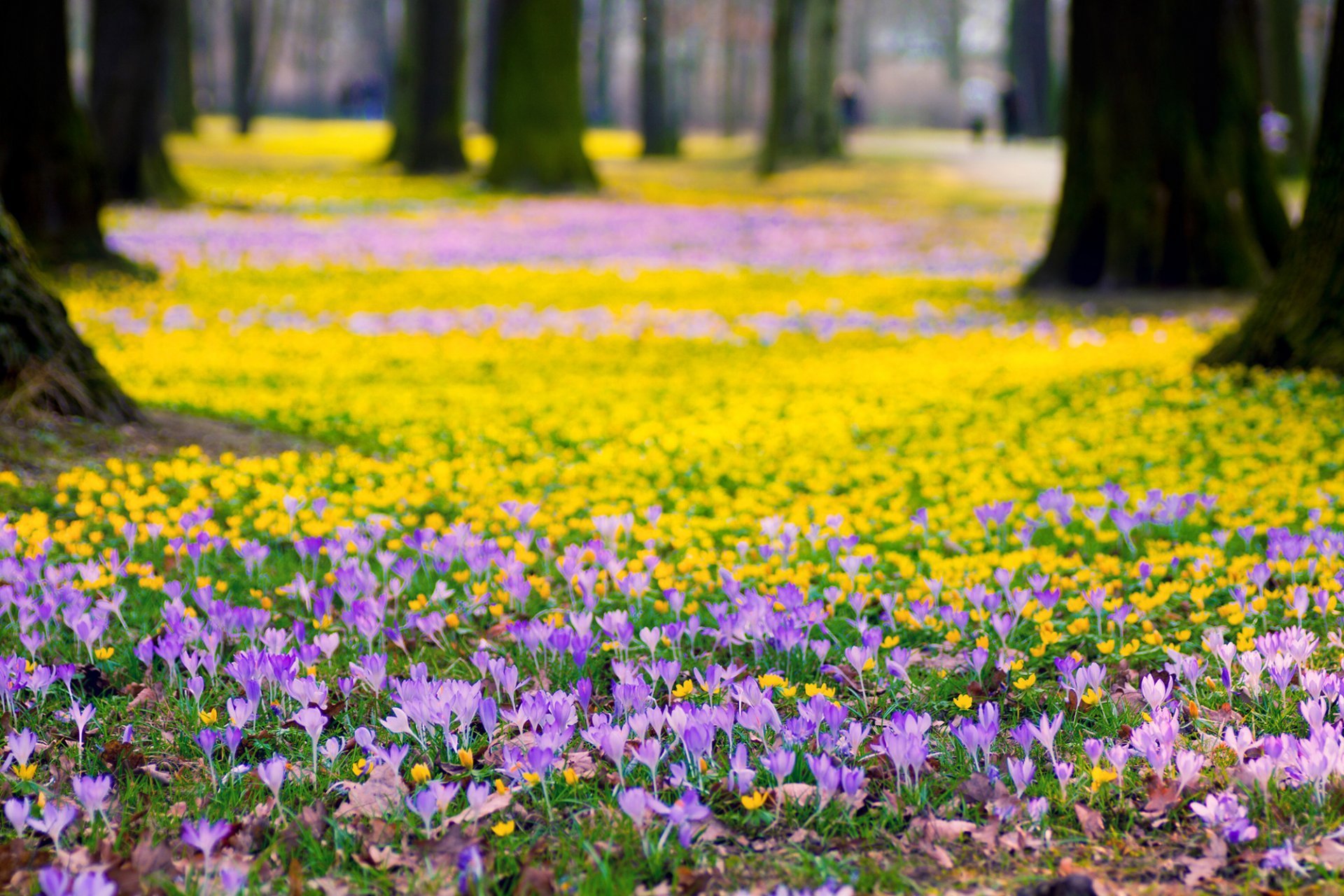 crocus purple flower yellow park tree nature spring