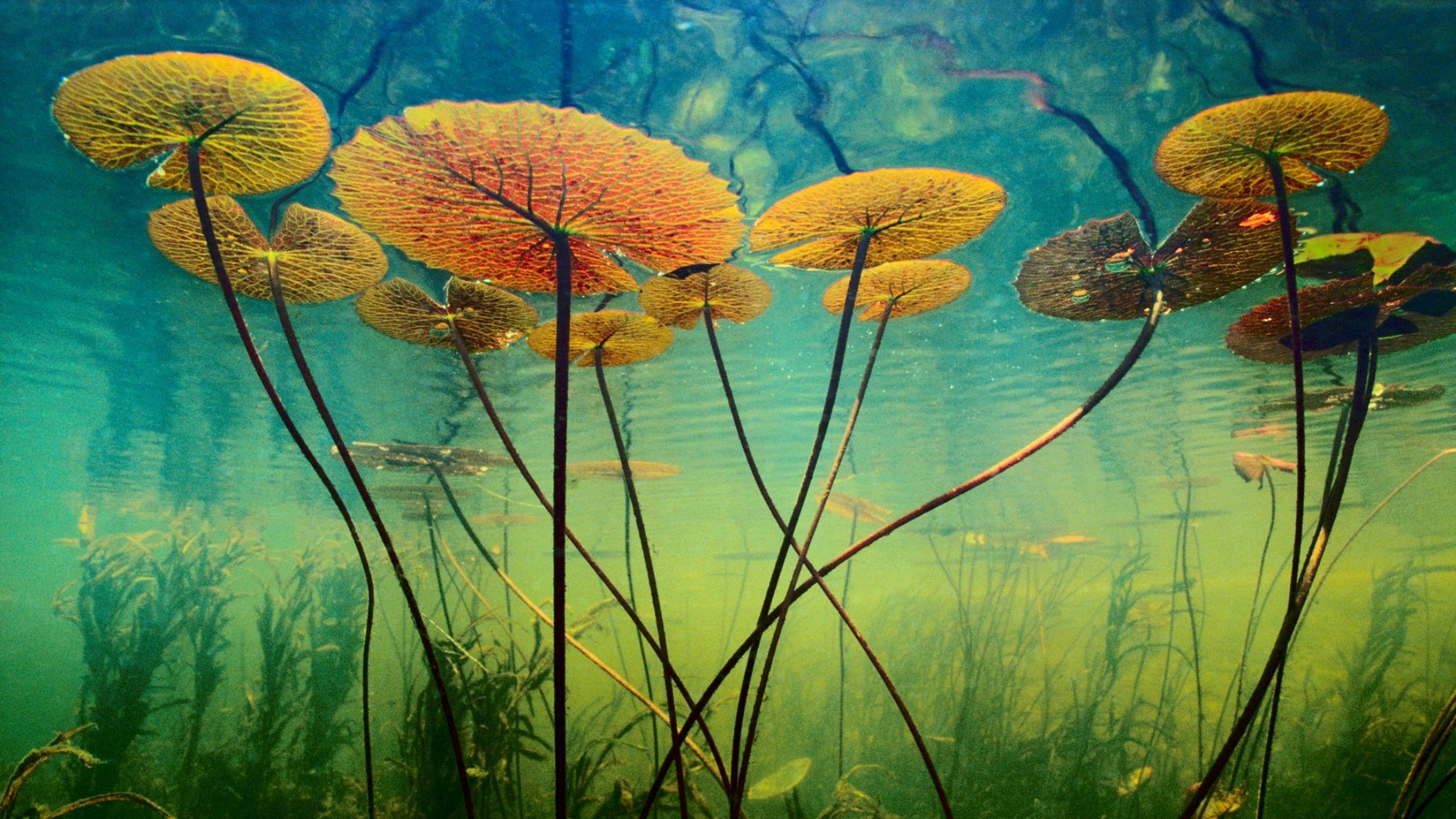 agua plantas mundo submarino profundidad algas