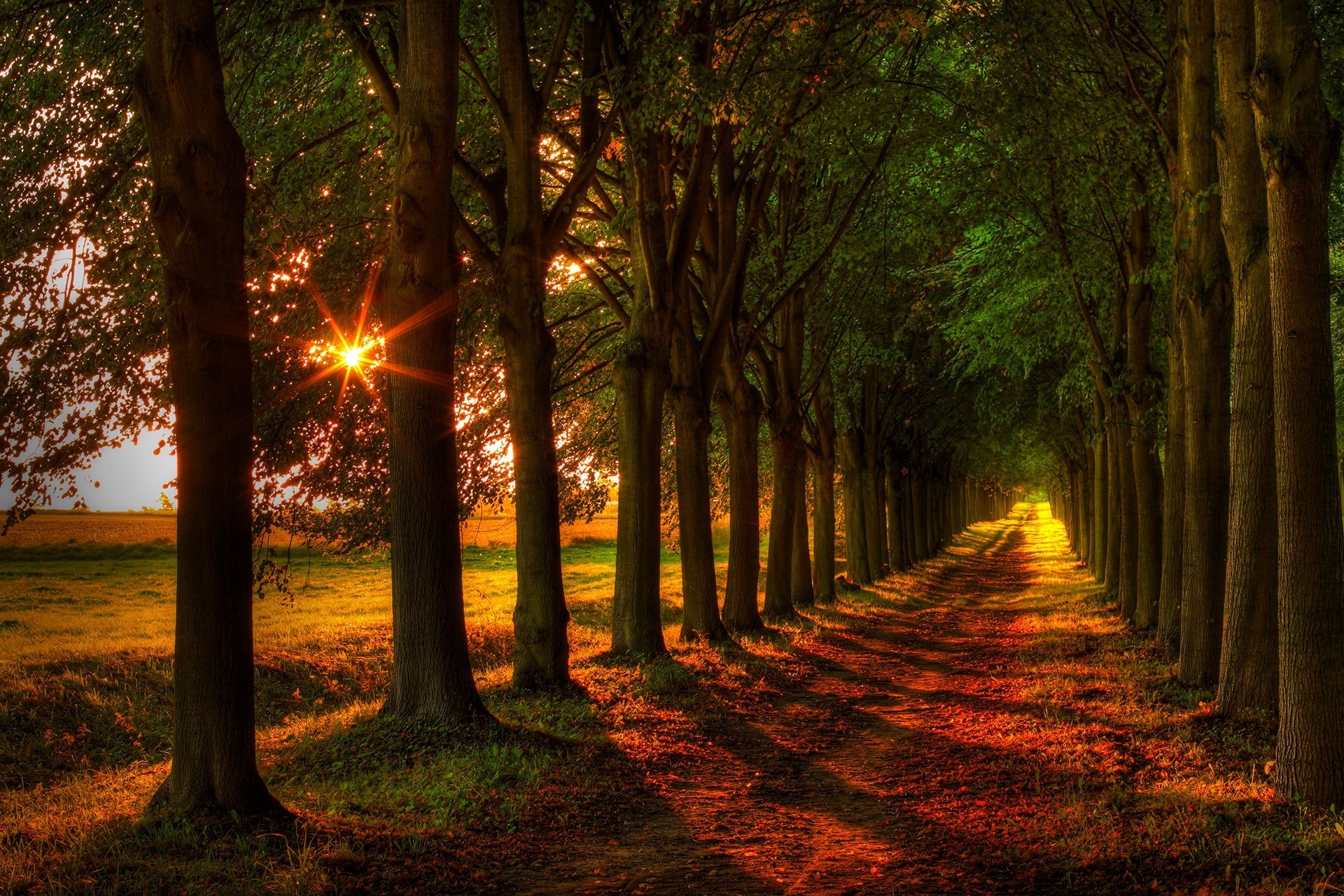 natura foresta campo alberi foglie colorato strada autunno caduta colori passeggiata