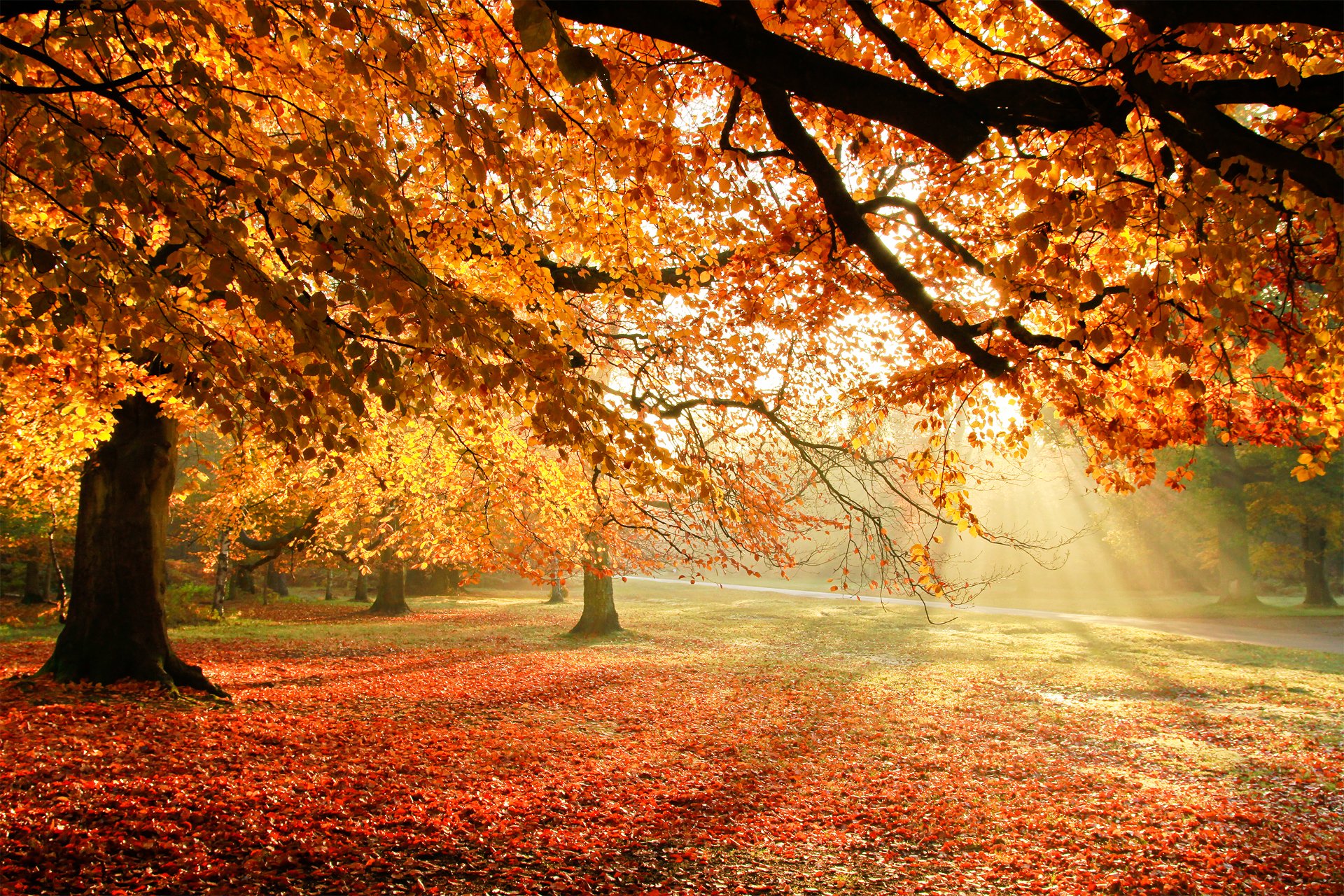 natura autunno alberi fogliame luce