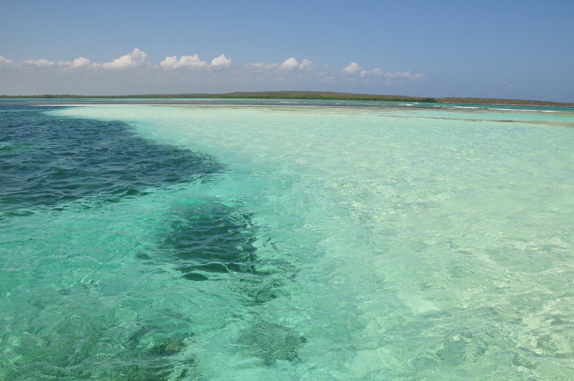 ea ocean water landscape caribbean summer sand flower