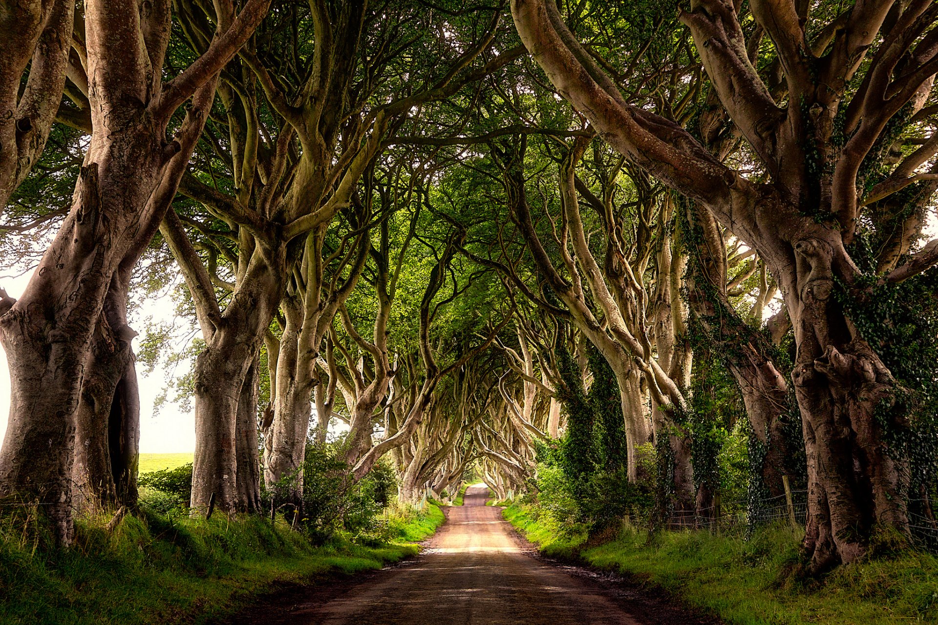 arbres allée route été