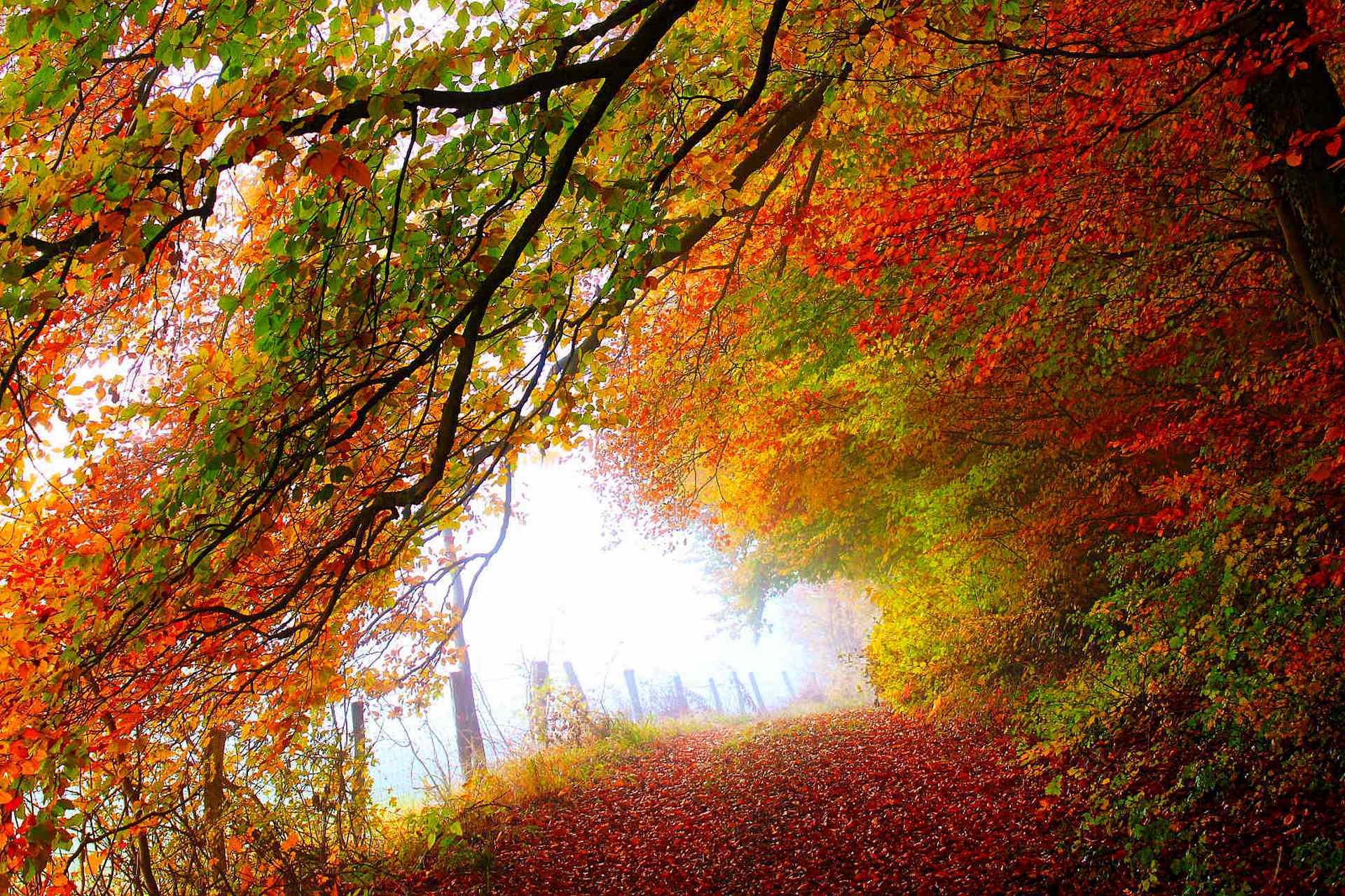 nature forest park trees leaves colorful road autumn fall colors walk