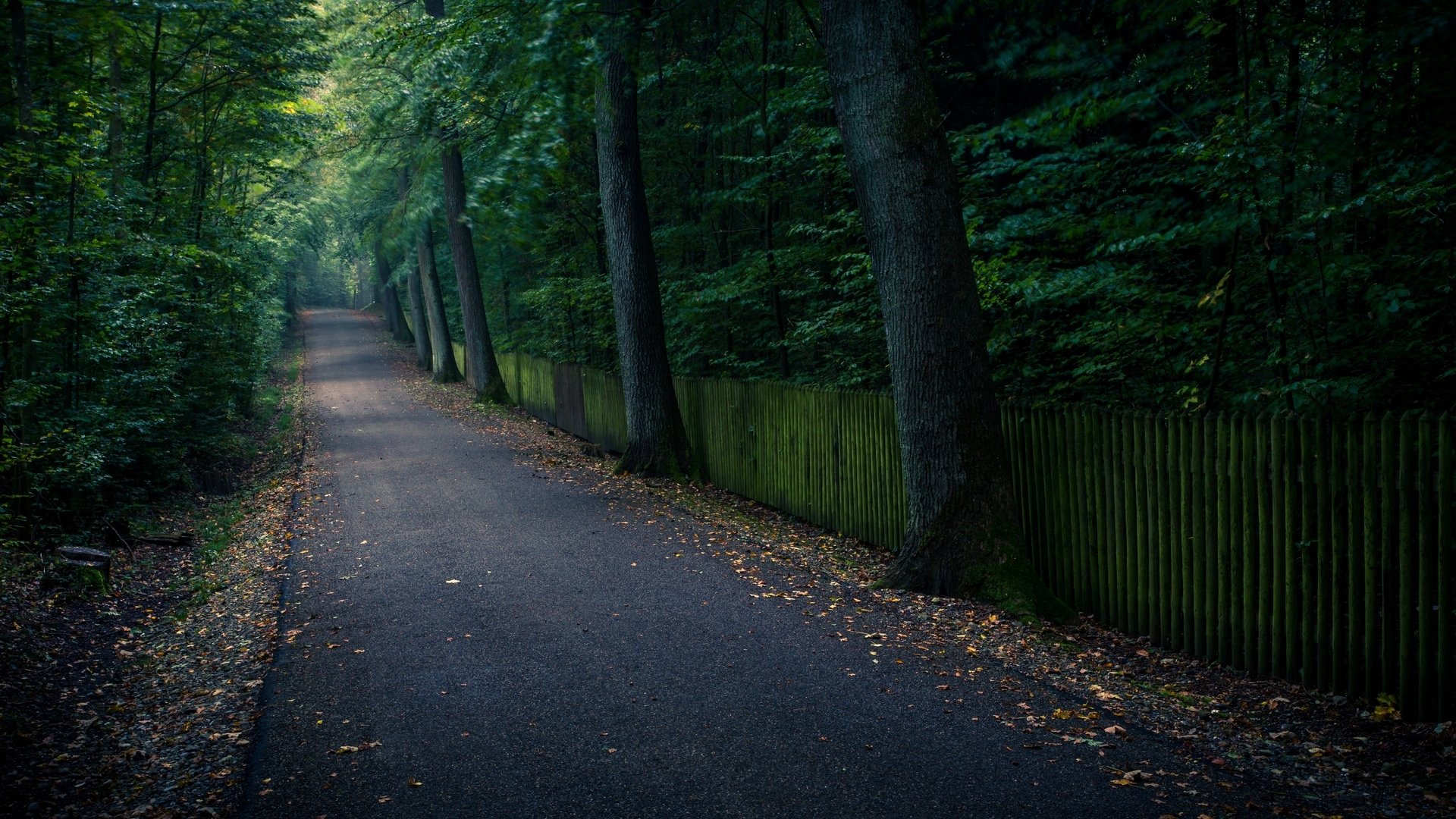 natur bäume baum fußweg gehweg blätter blätter hintergrund tapete widescreen vollbild widescreen widescreen