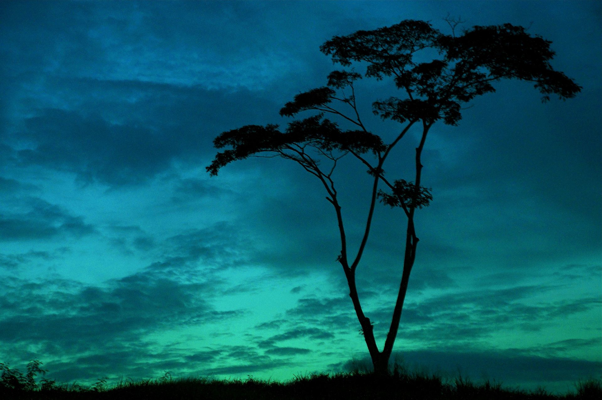 nature tree trees sapling leaves trunk silhouette vegetation sky clouds background wallpaper widescreen fullscreen widescreen widescreen