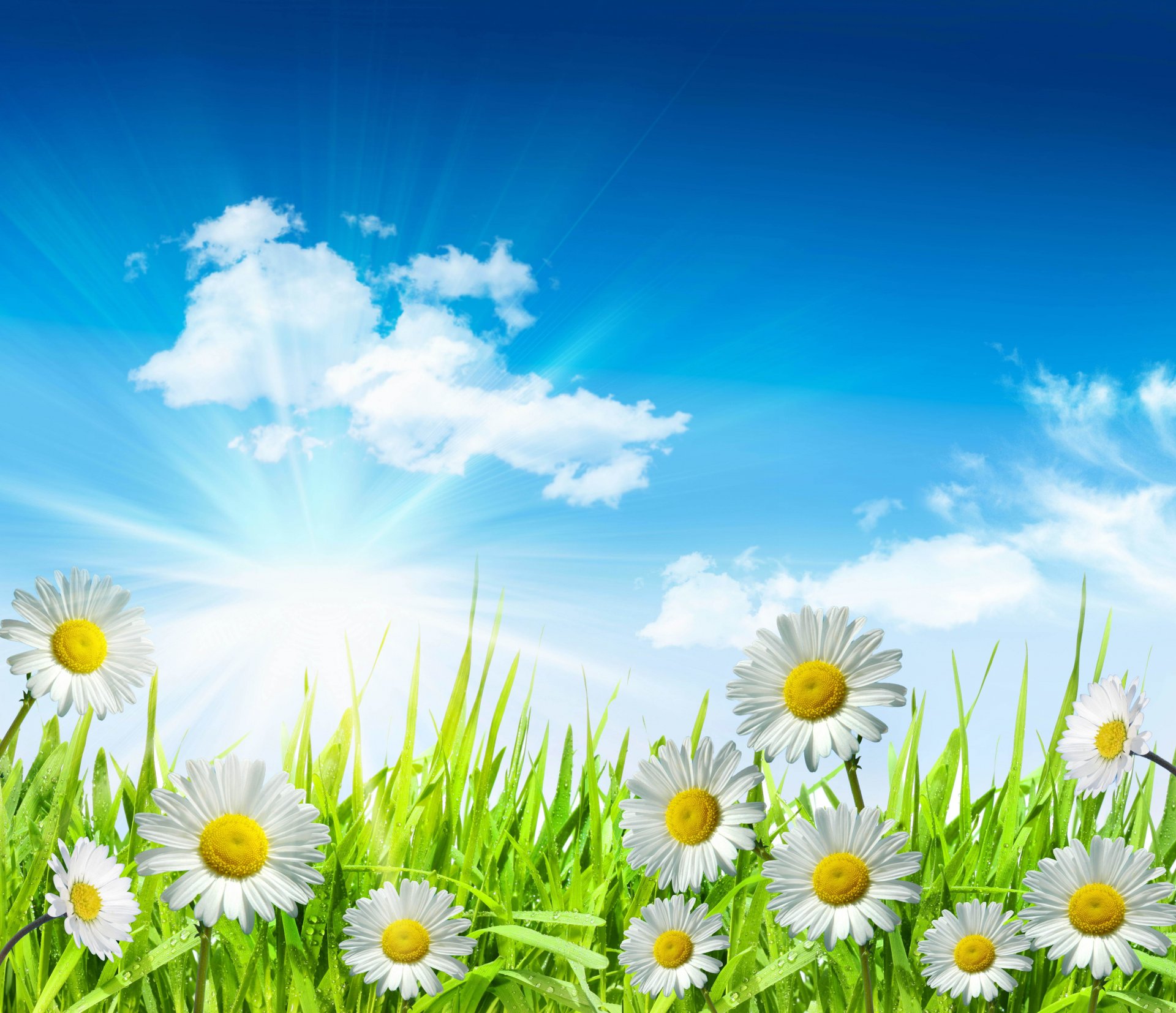 daisies white leaves green grass flowers water drops sky clouds sun spring freshness beauty white dew spring