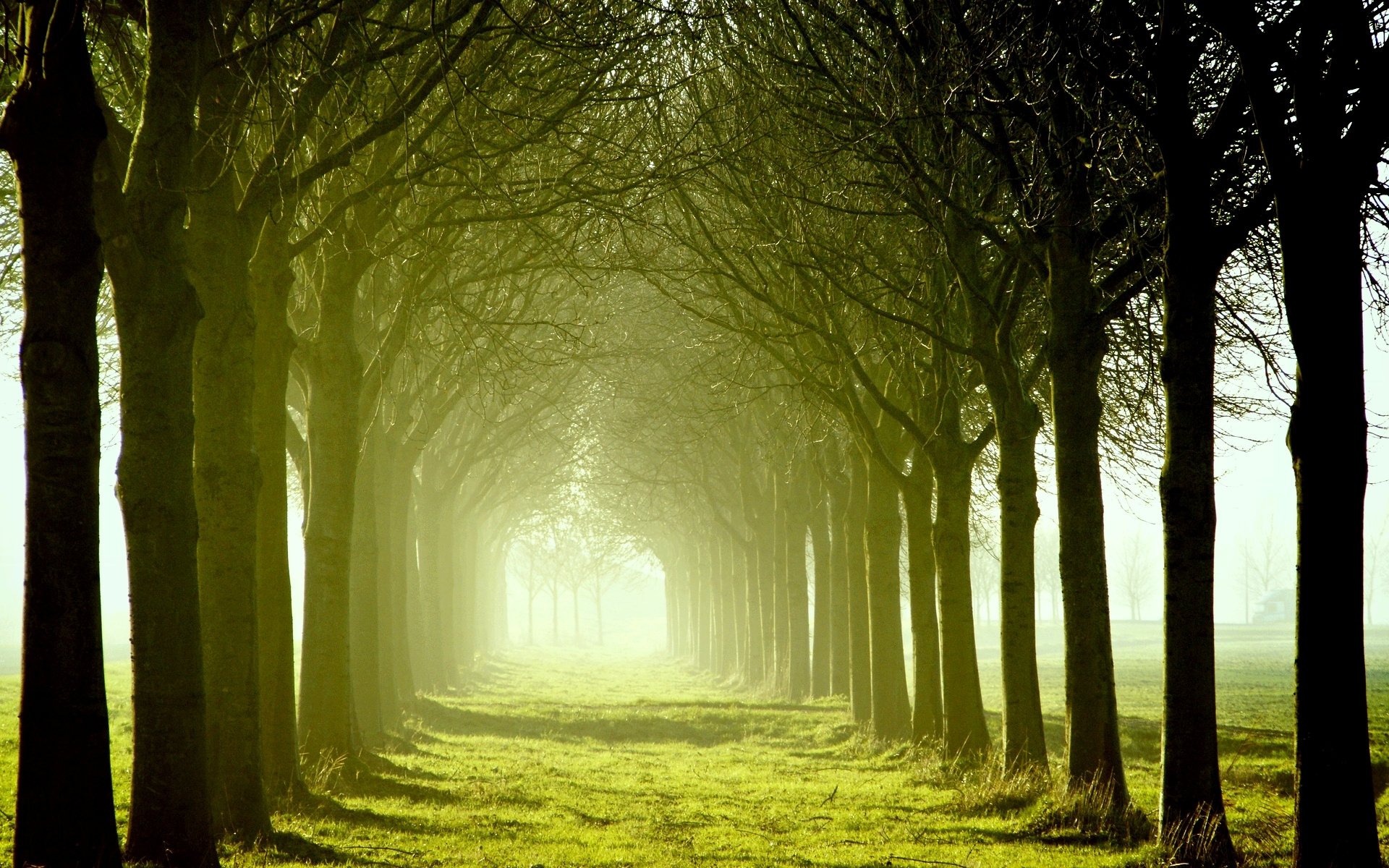 natura drzewa drzewo liście zielony łąka trawa słońce dzień pięknie liście niedziela tło tapeta panoramiczny pełny ekran panoramiczny