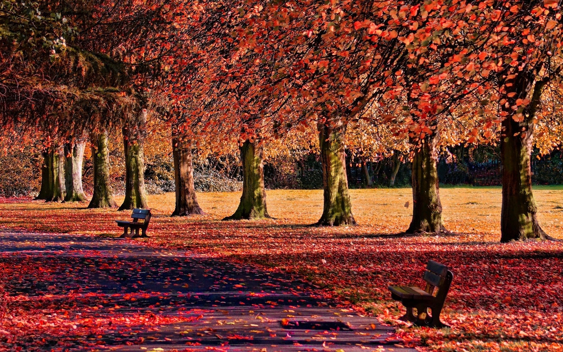 nature bancs automne feuilles chute des feuilles arbres banc banc banc chemin chemin fond papier peint écran large plein écran écran large écran large