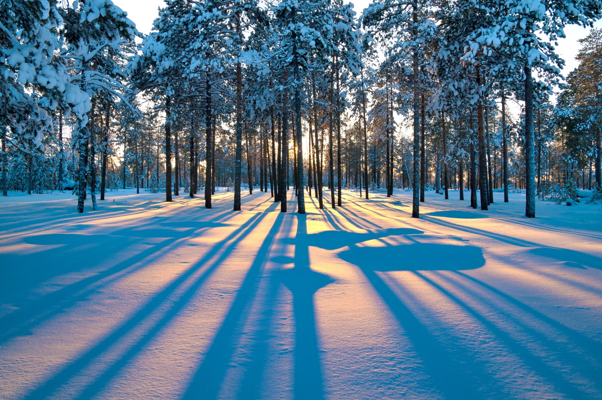 aube hiver arbres forêt