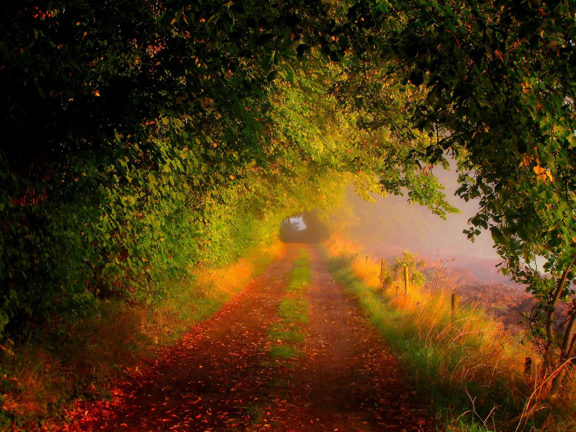 nature forêt champ arbres feuilles coloré route automne automne couleurs promenade