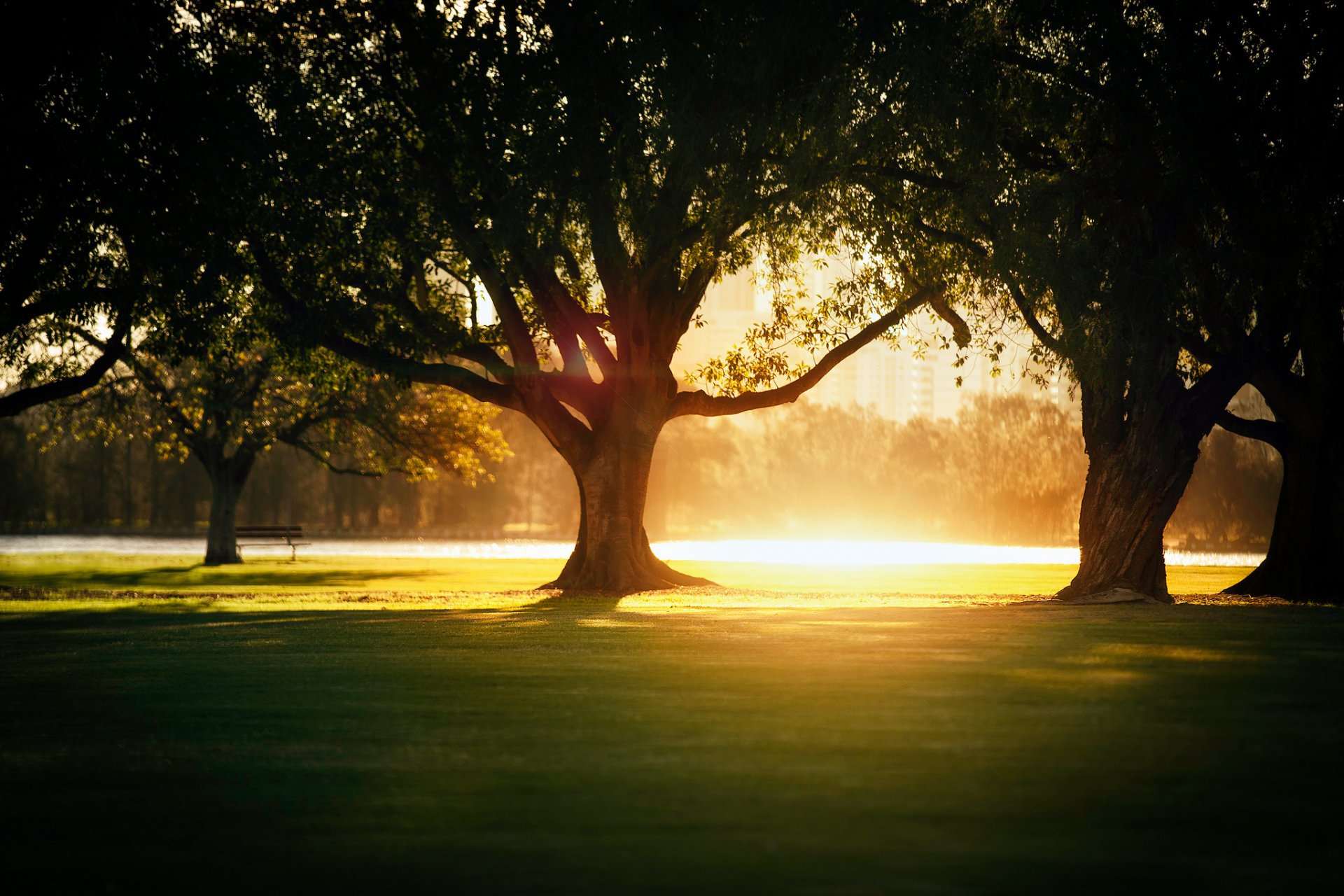 light heat tree shadow park town