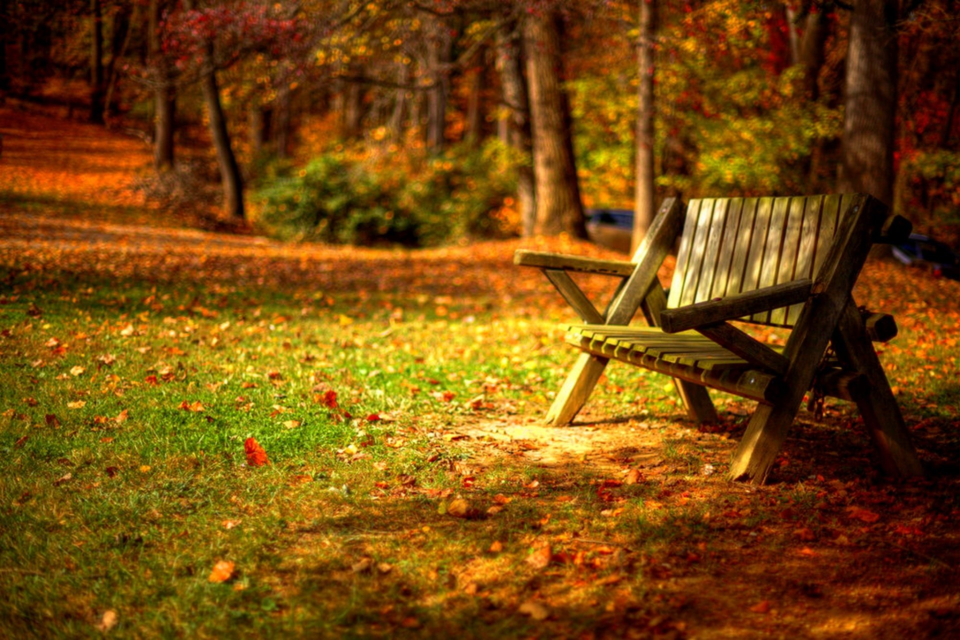 liście drzewa las park trawa droga kolory jesień spacer hdr natura ławka ławka