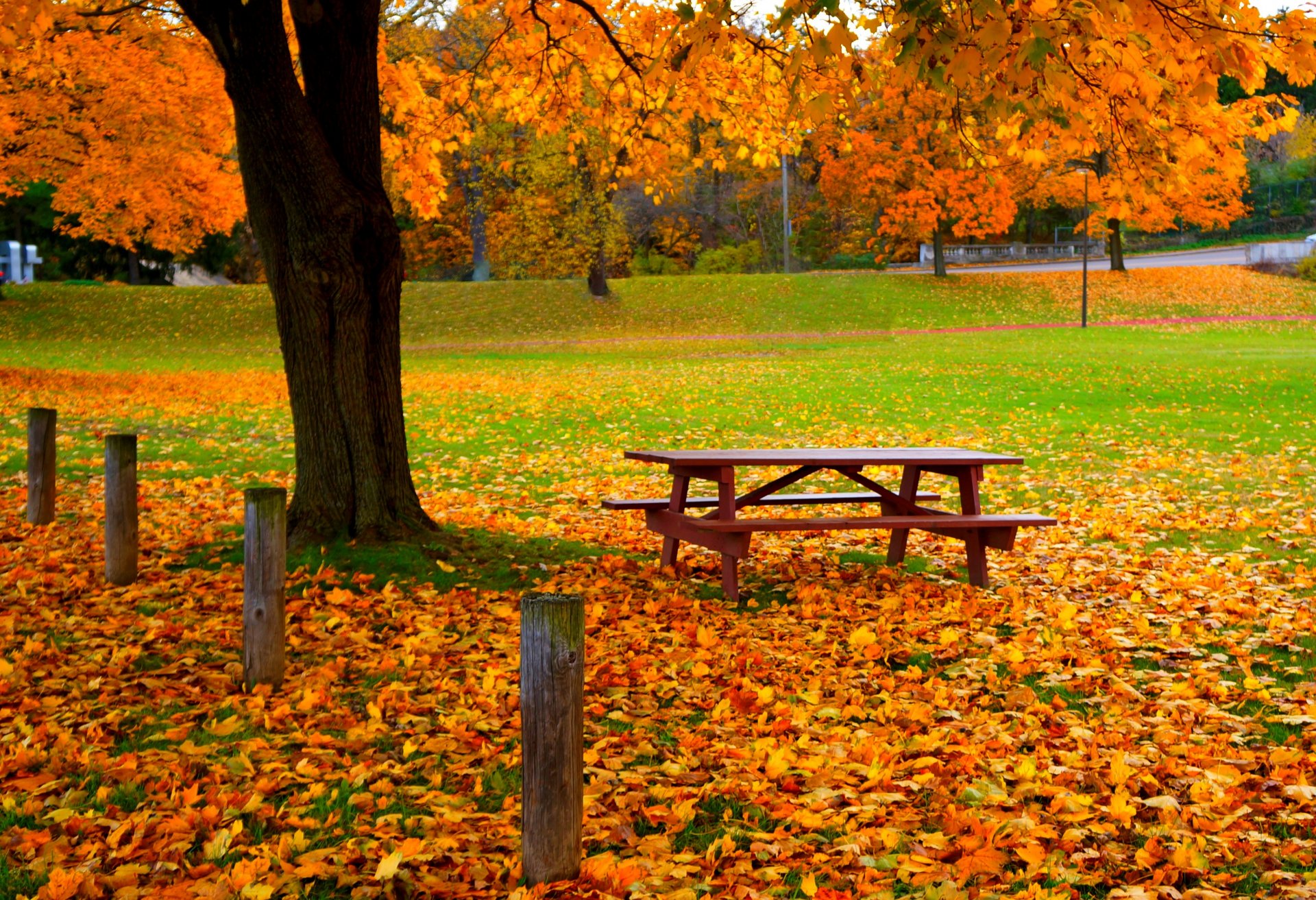 liście drzewa las park trawa droga kolory jesień spacer hdr natura stoisko ławka ulice