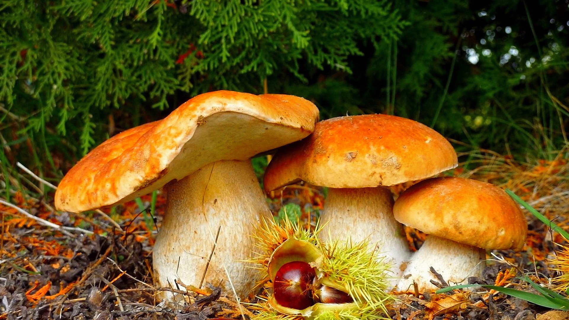 forest mushrooms beauty