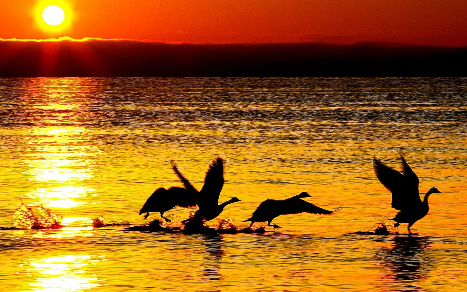 nature geese swans silhouettes sea river water reflection waves sun sunset background wallpaper widescreen full screen hd wallpaper