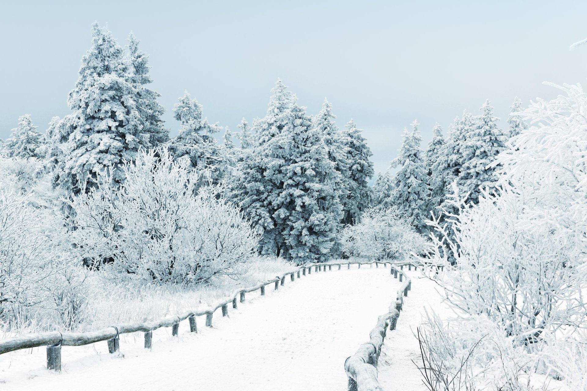 nature landscape winter snow tree