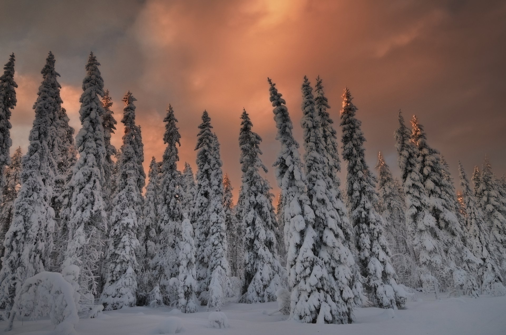 wald weihnachtsbäume schnee winter abend