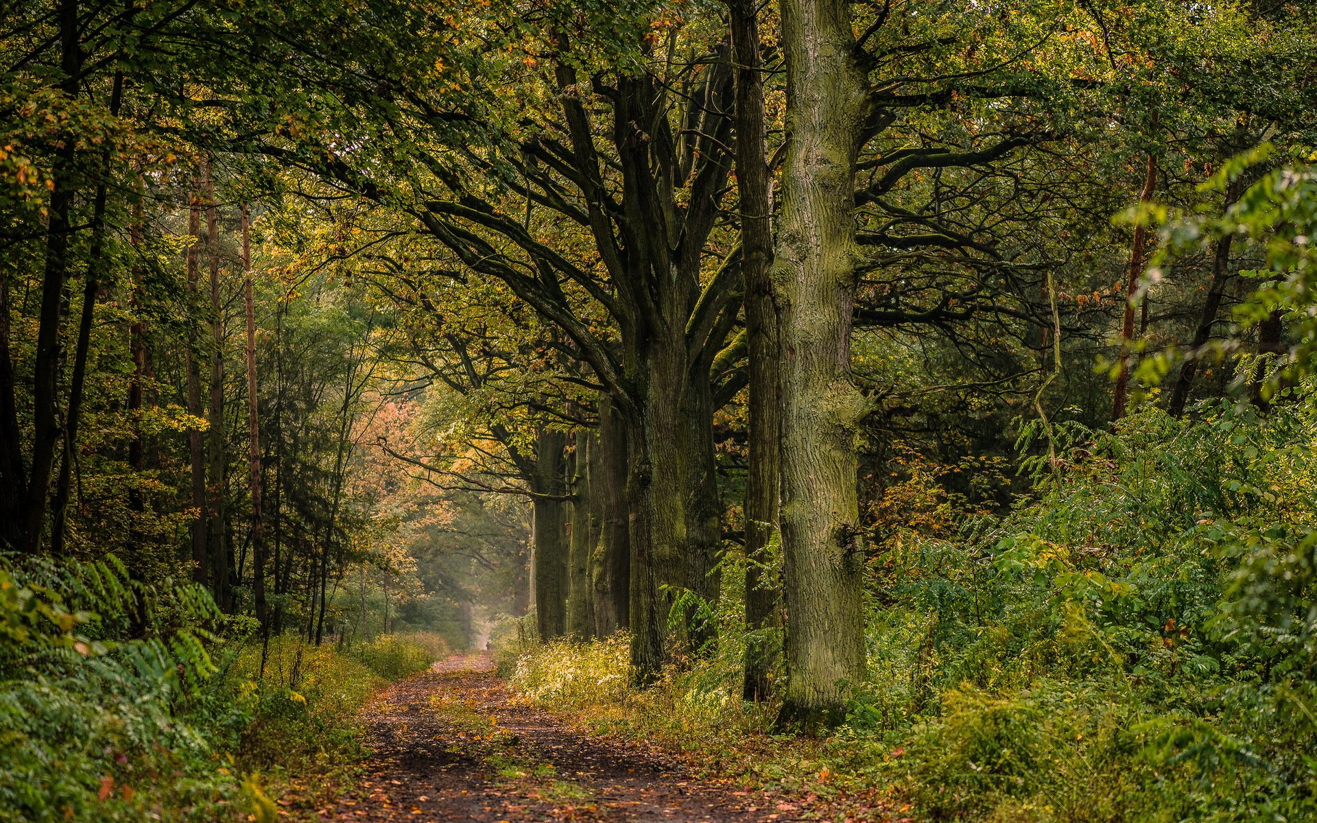 polen wald straße allee eiche sommer