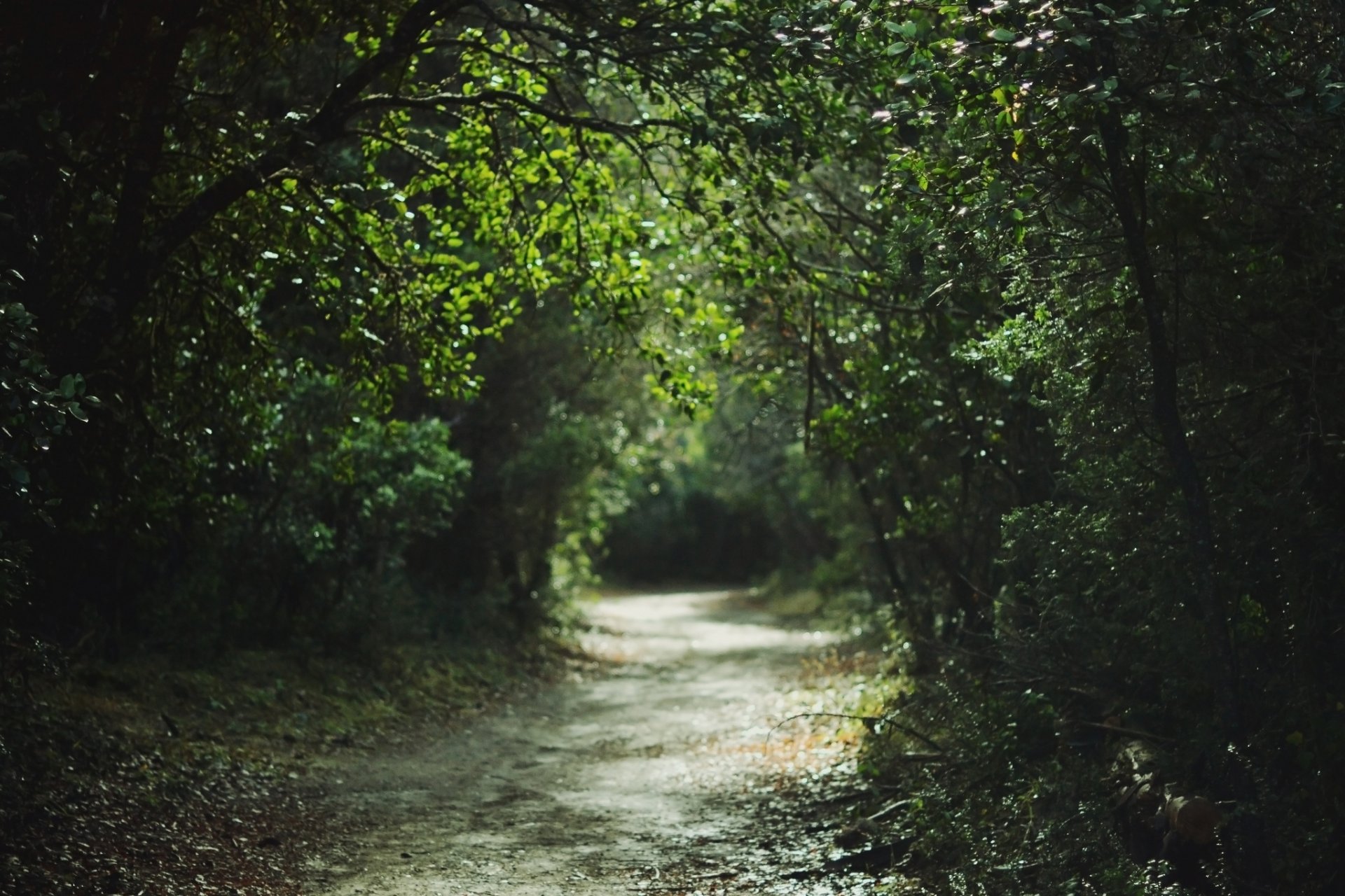 parque árboles camino verano