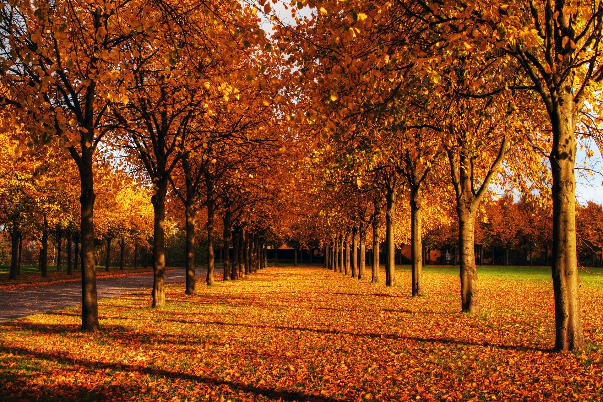 herbst rotschopf blätter park gasse bäume zweige pflanzen rasen gehweg blau himmel sonne tag schatten