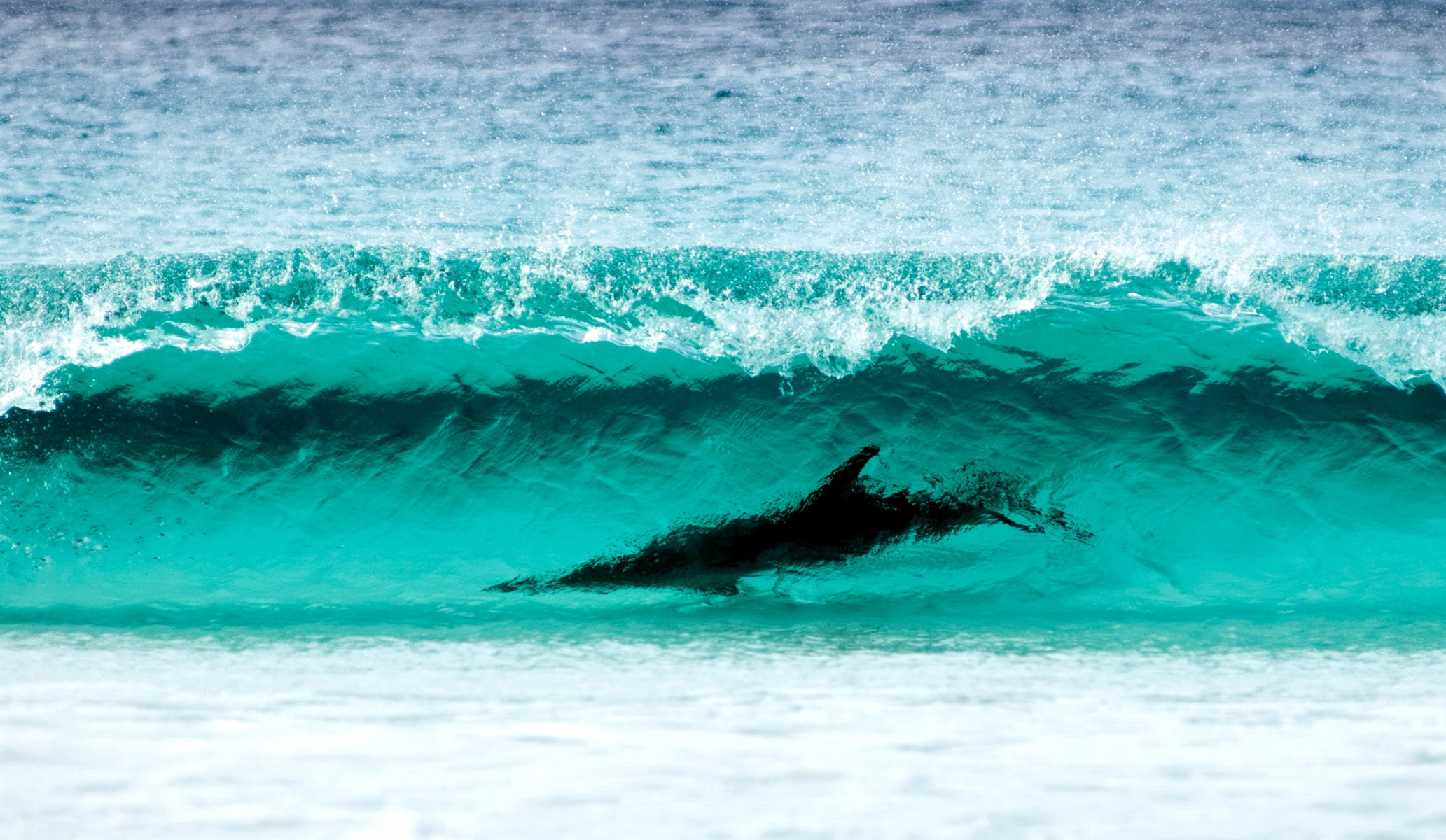 urfing dolphin cape le grand np wa sea shore water wave turquoise color nature breathtaking sight