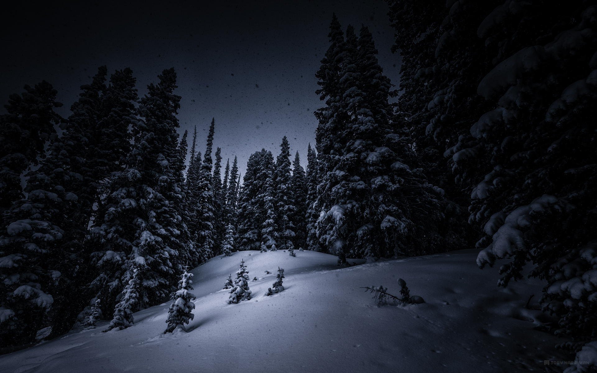 noche nieve árboles bosque árboles de navidad invierno