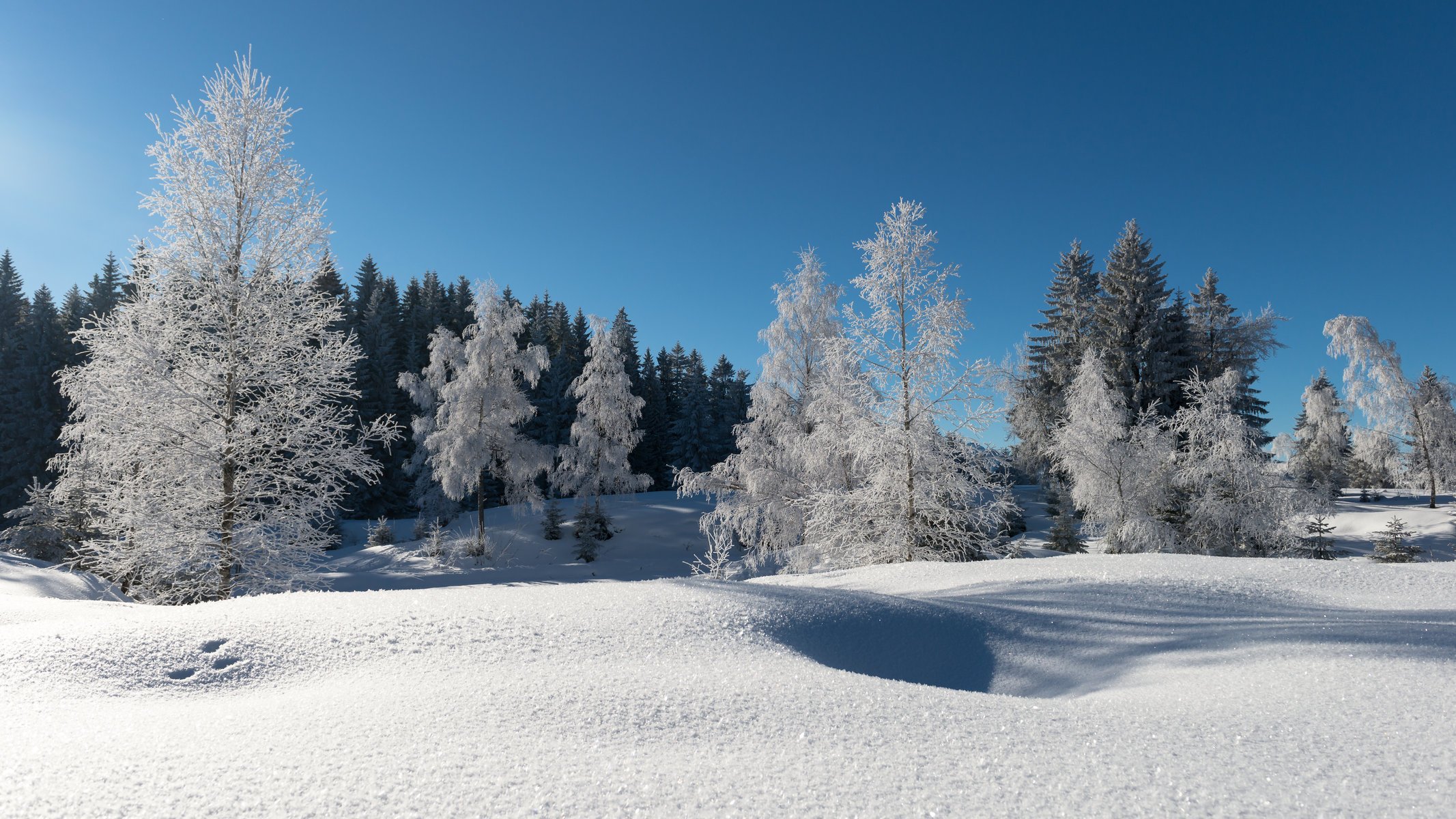 hiver neige forêt arbres givre ciel bleu