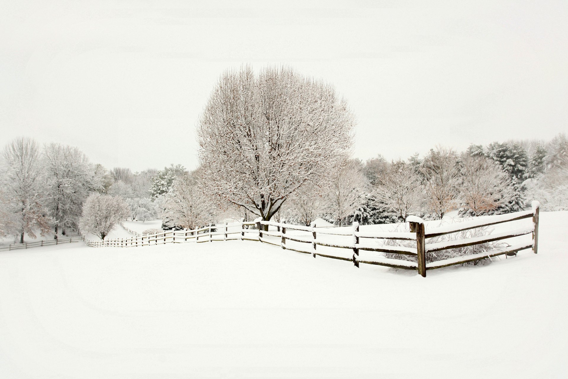 winter schnee bäume tannen zaun holz zaun natur landschaft