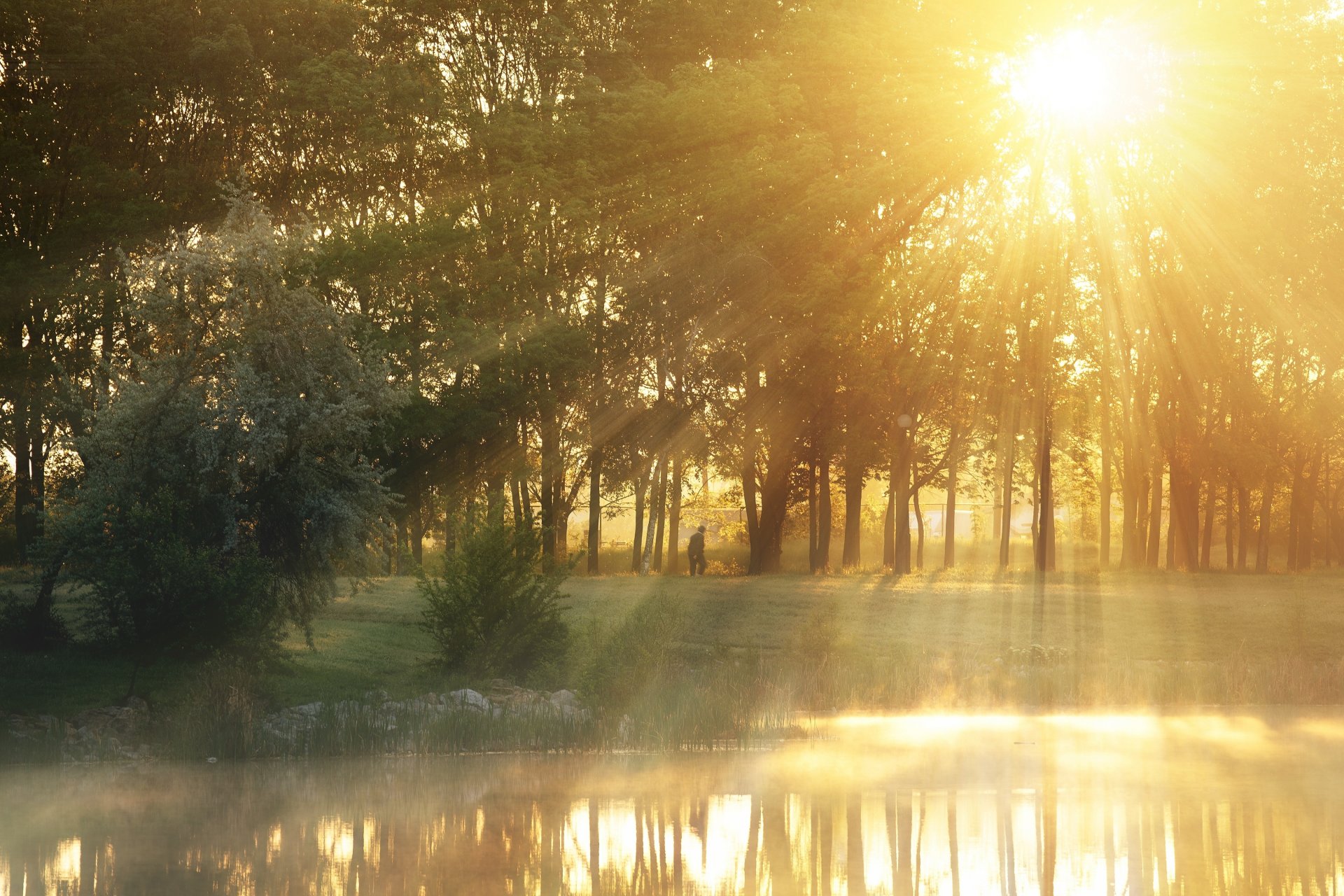 natura alberi albero foglie foglioline foglie fogliame verde uomo uomo sole raggi fiume lago acqua sfondo carta da parati widescreen schermo intero widescreen