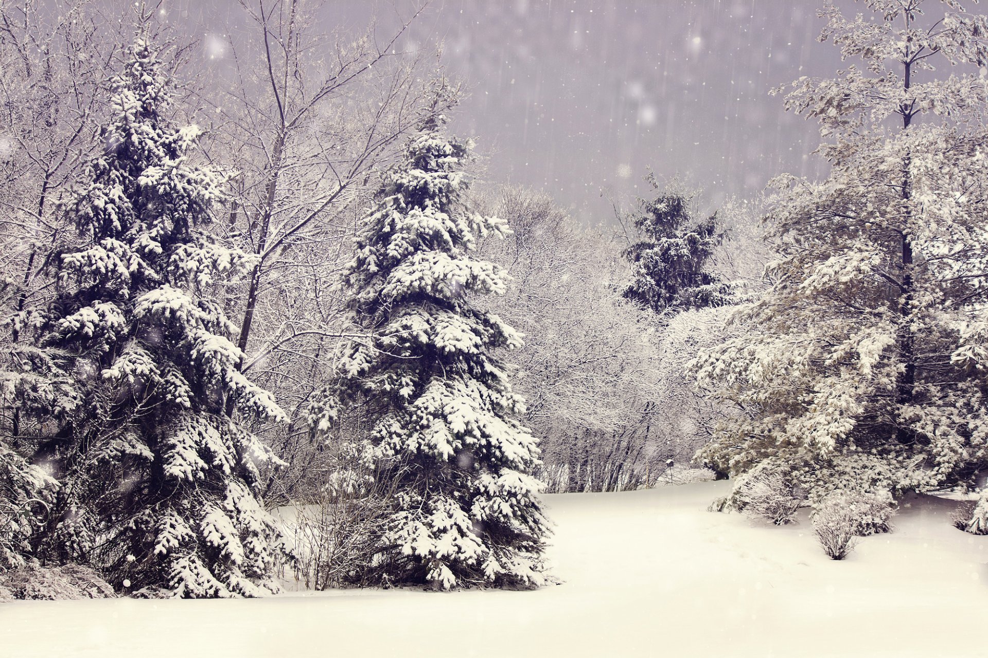 inverno natura neve alberi rami alberi di natale