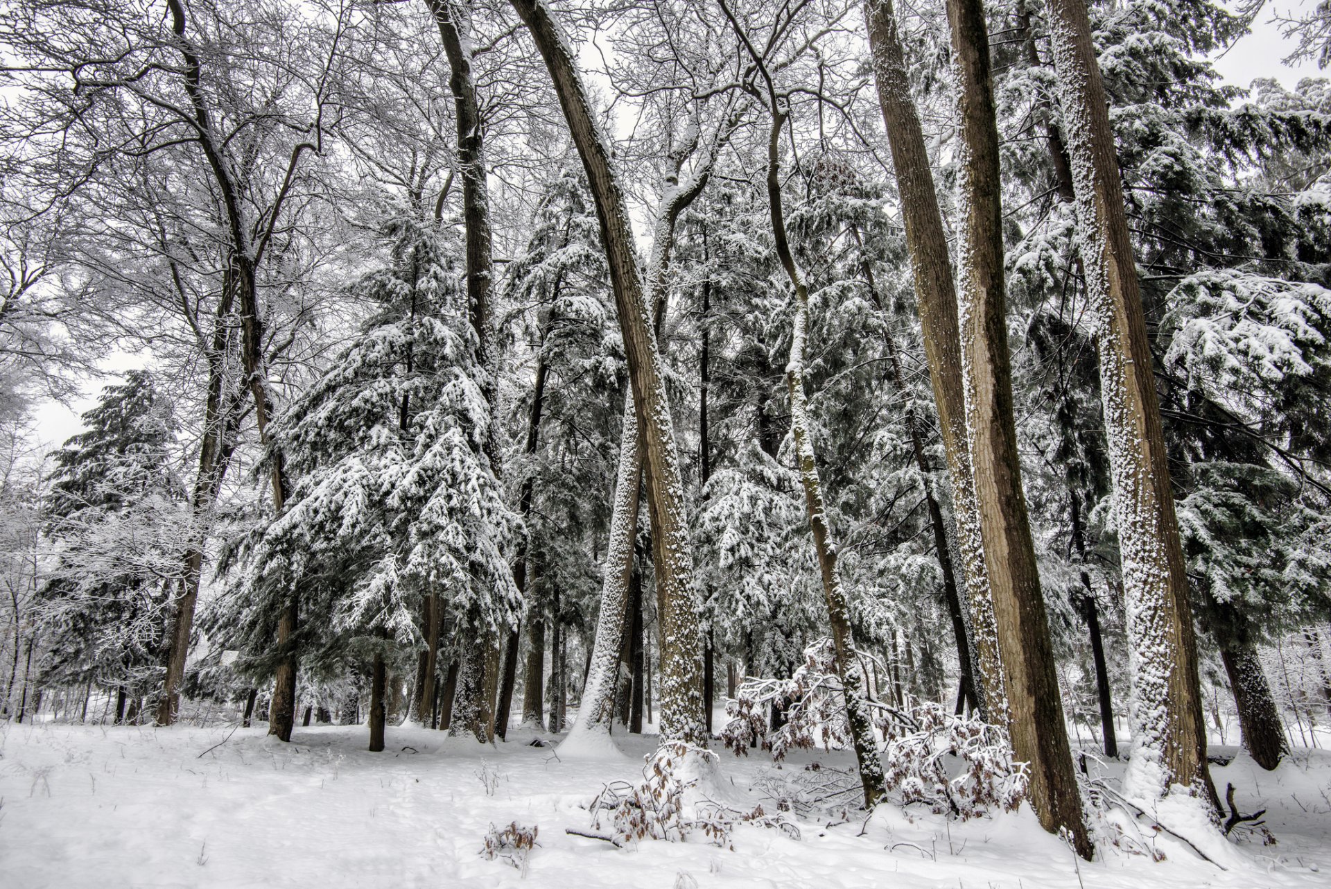 forêt hiver arbres arbres de noël neige