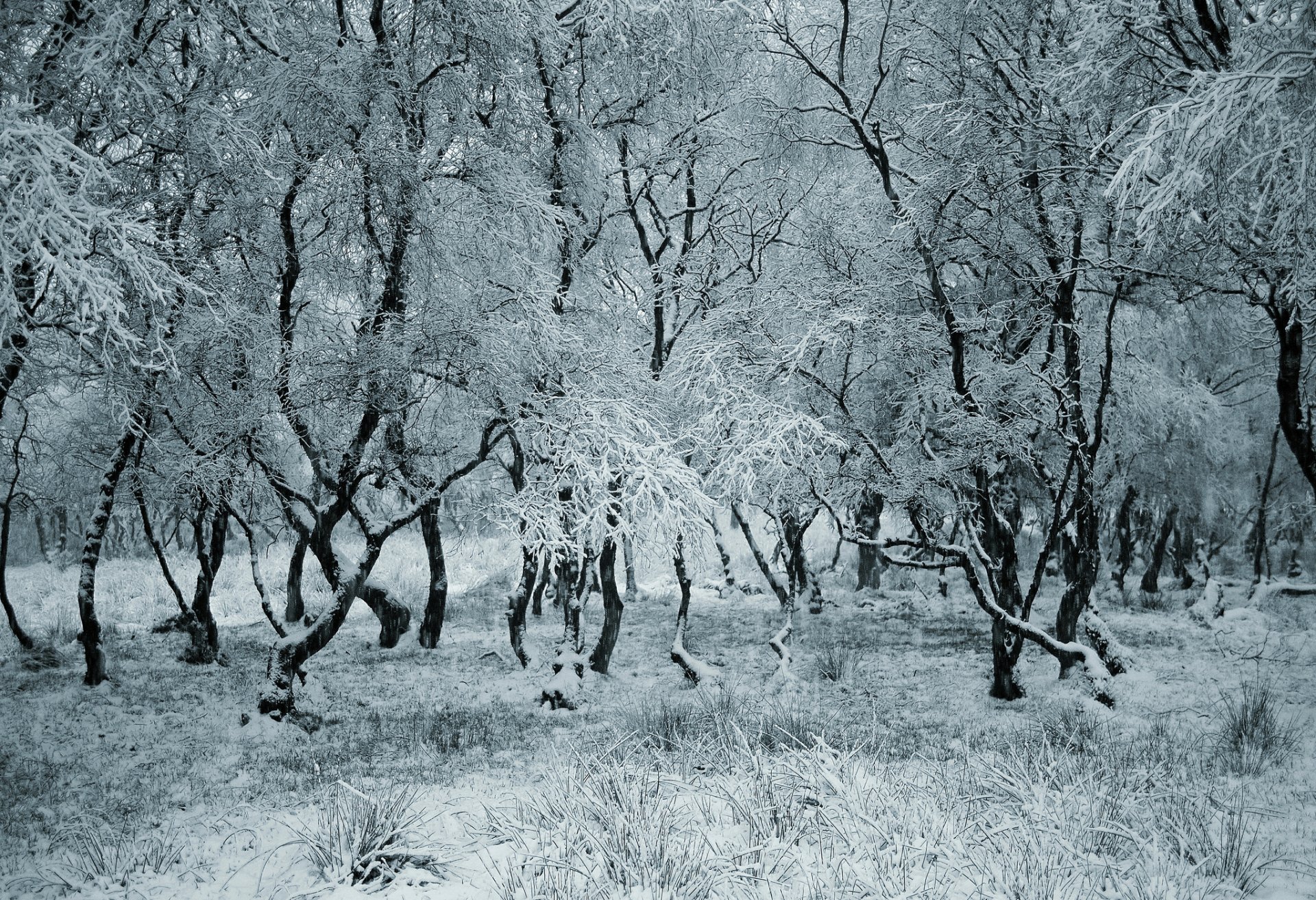 forest winter tree snow