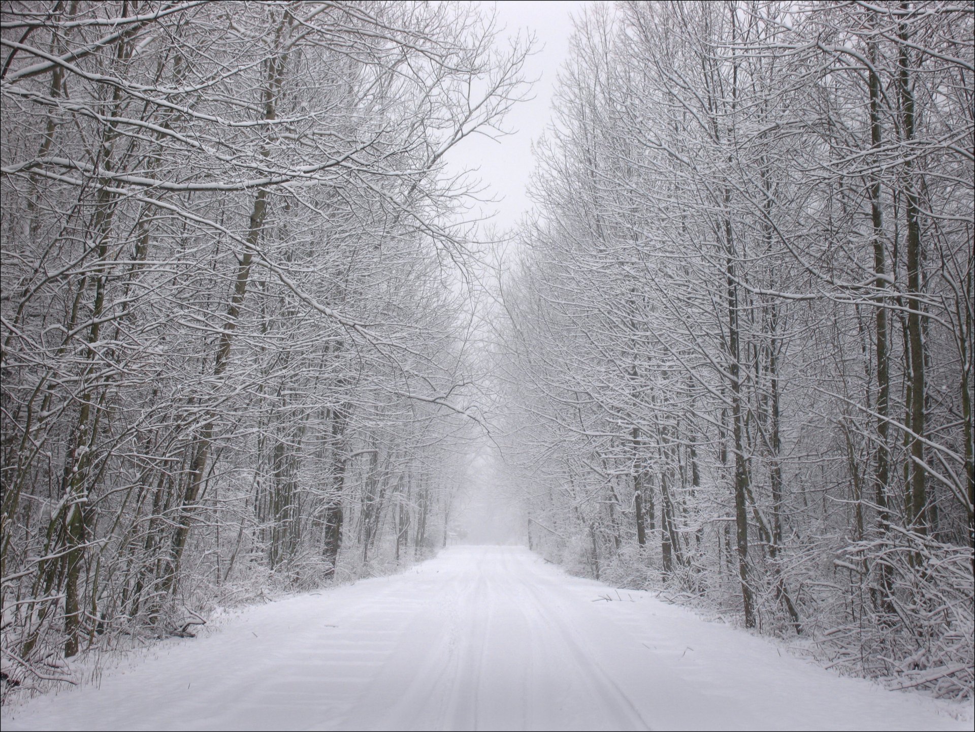 hiver neige forêt arbres givre route traces