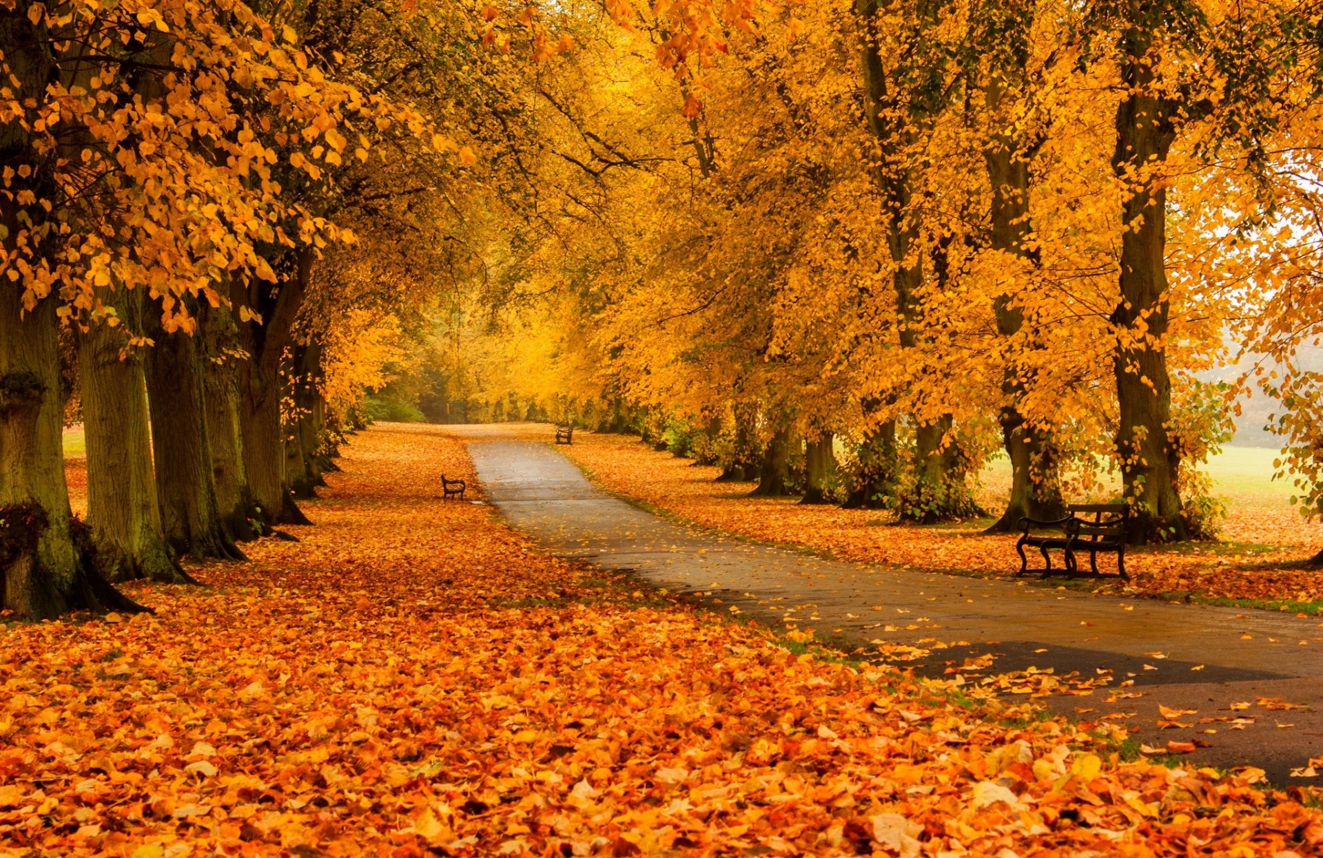 blätter bäume wald park gras straße farben herbst zu fuß hdr natur bank bank