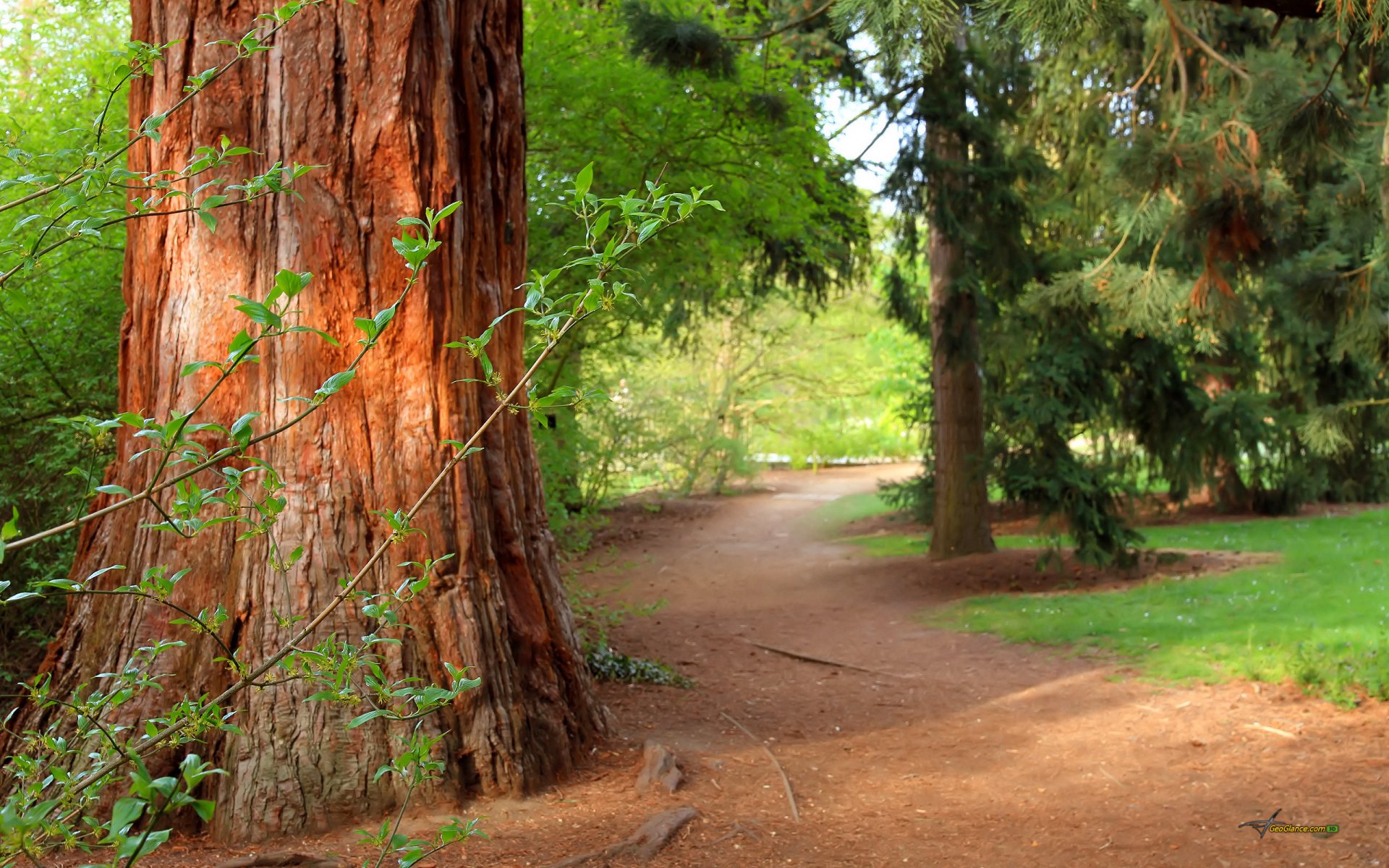 forest trees trail nature pine in summer