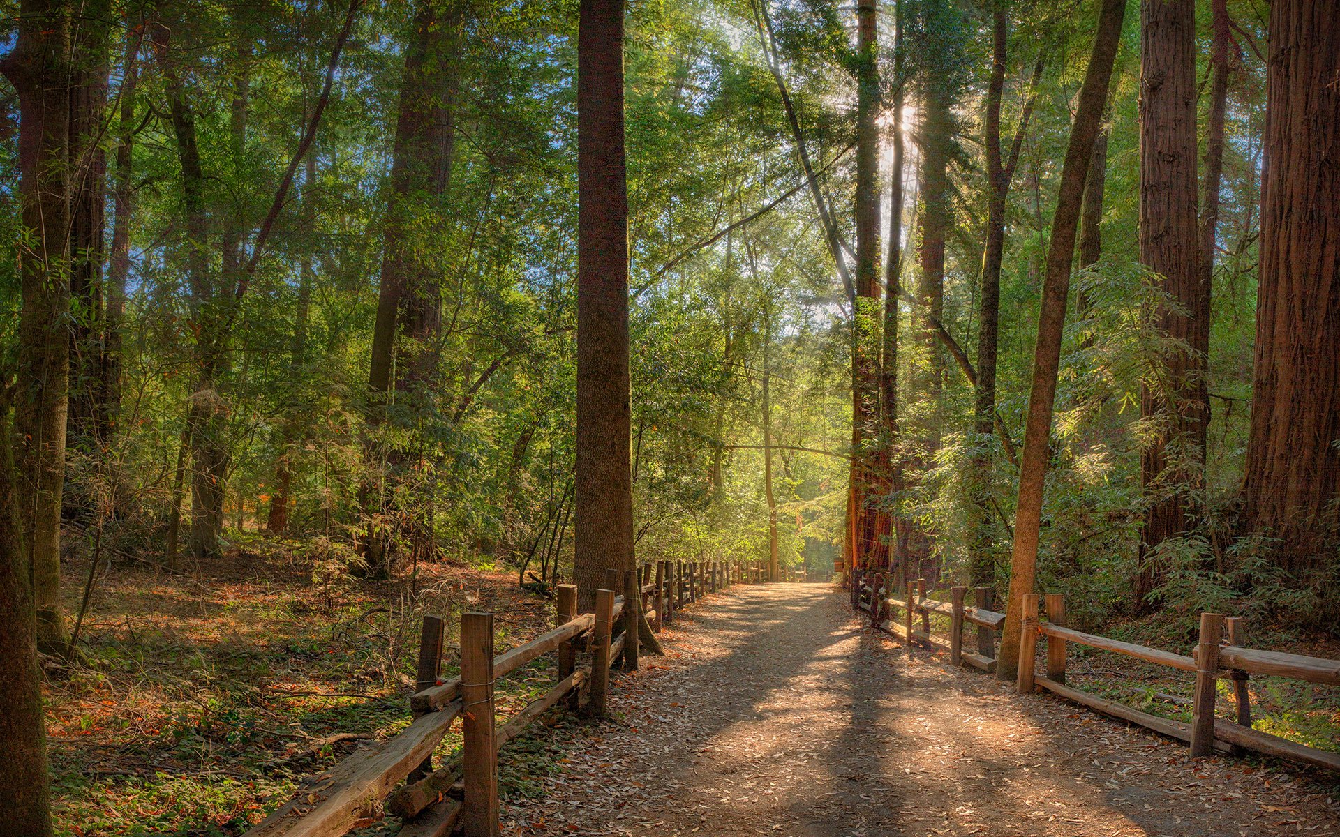 bosque camino valla sol rayos