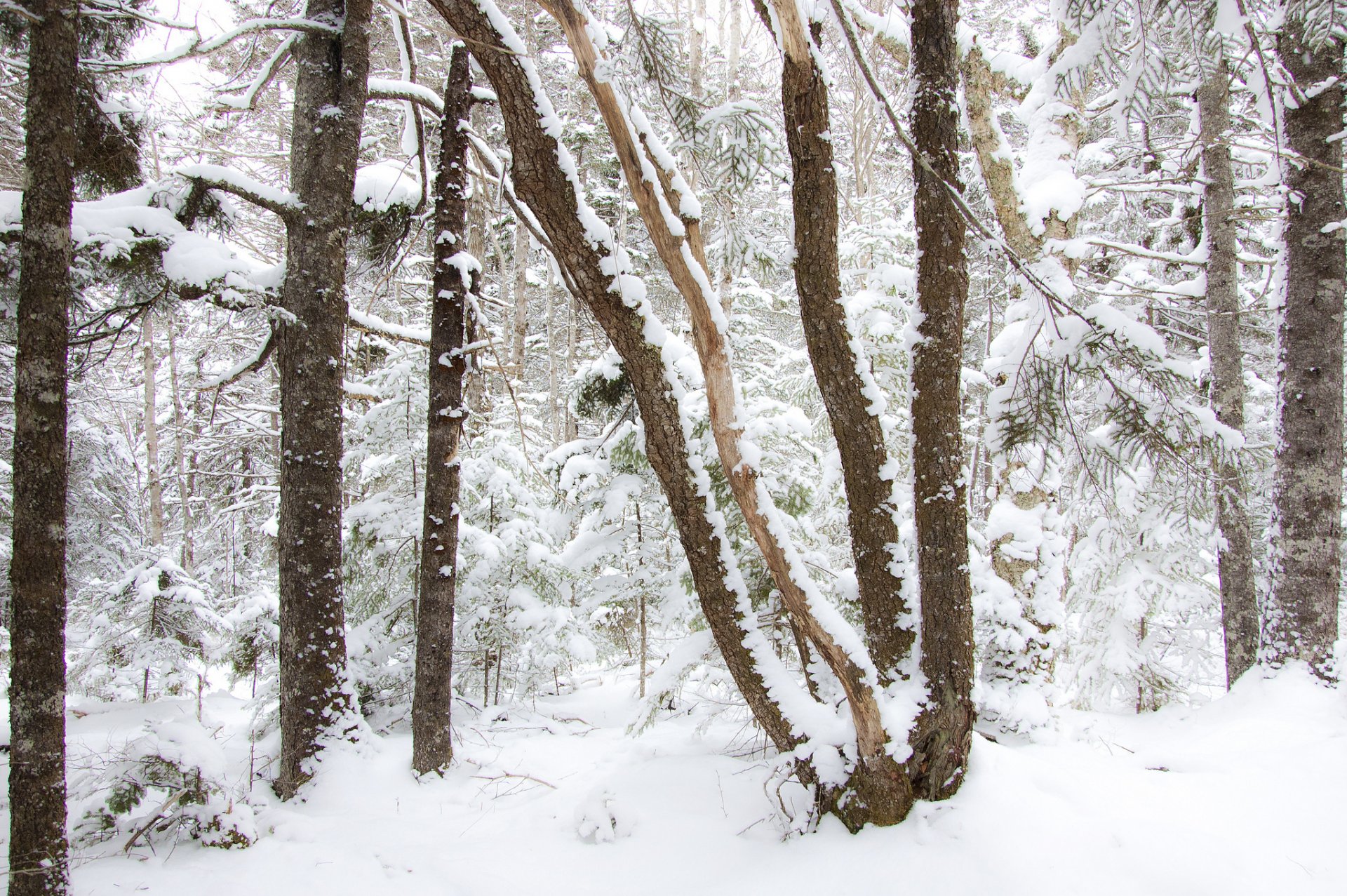 forêt hiver arbres neige