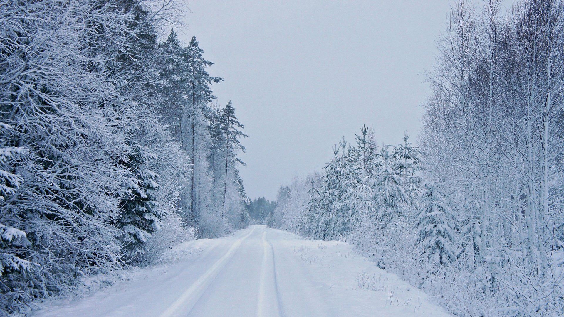 alberi inverno strada