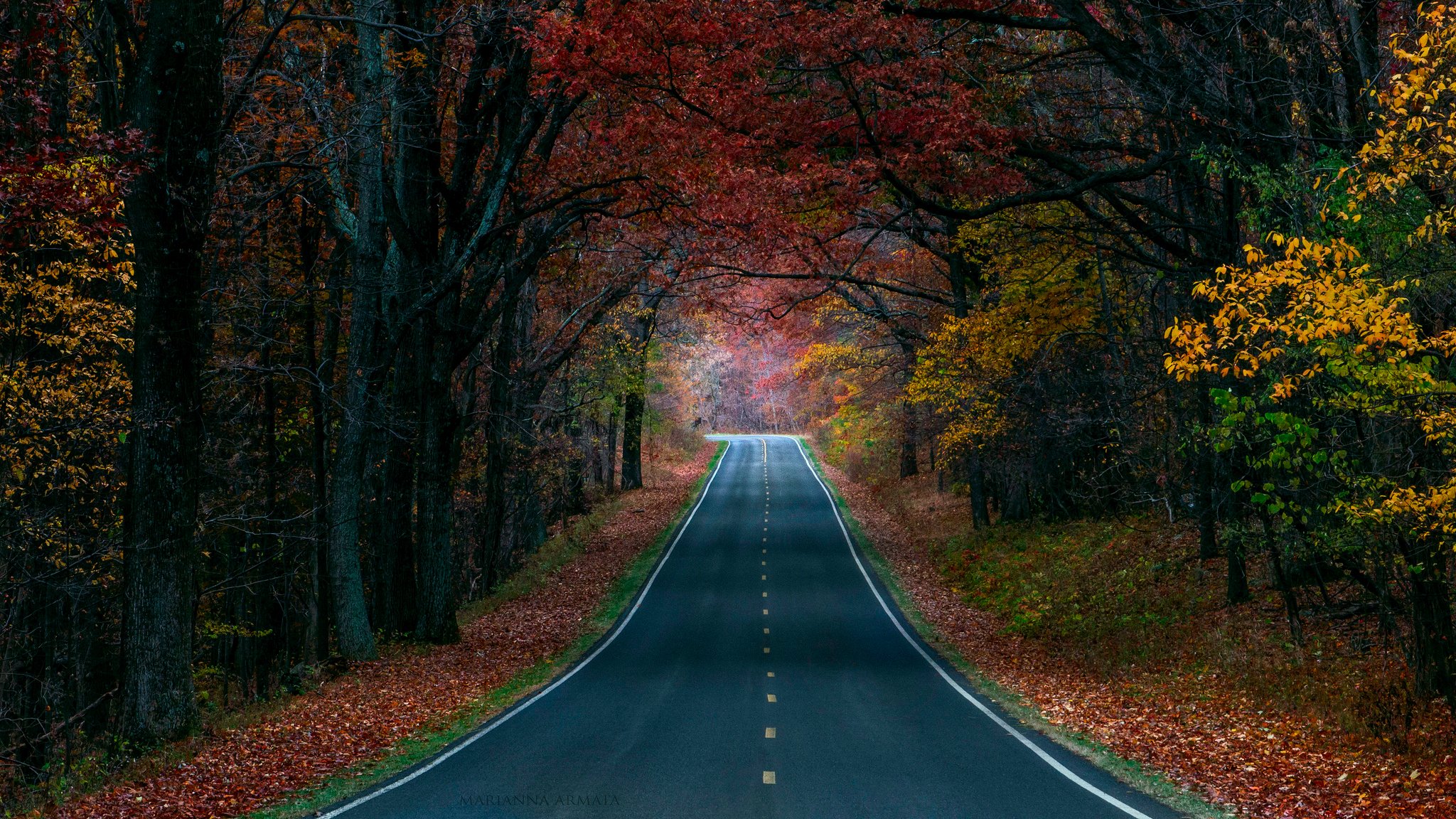 nature autumn road forest tree paint