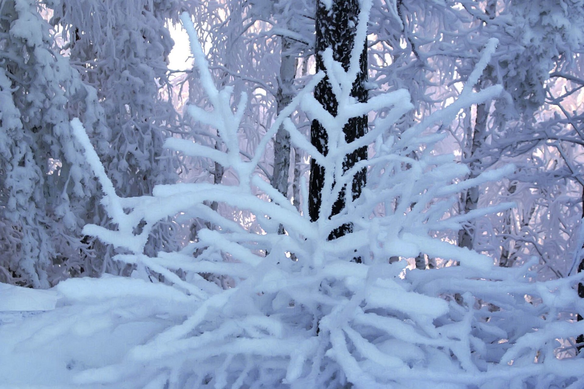 invierno escarcha ramas cielo blanco azul