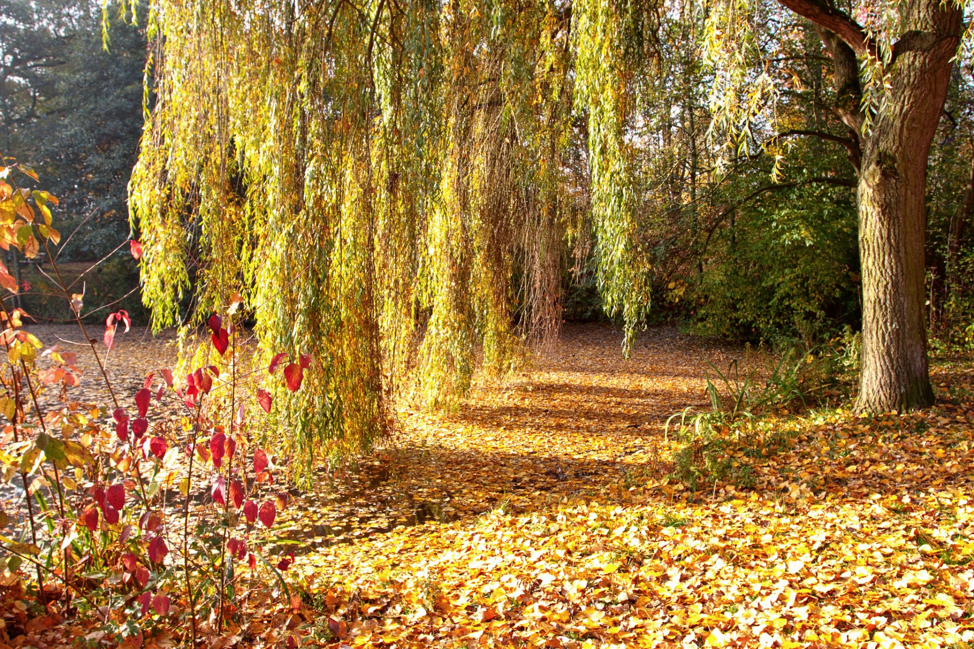 autumn park trees tree willow foliage fallen