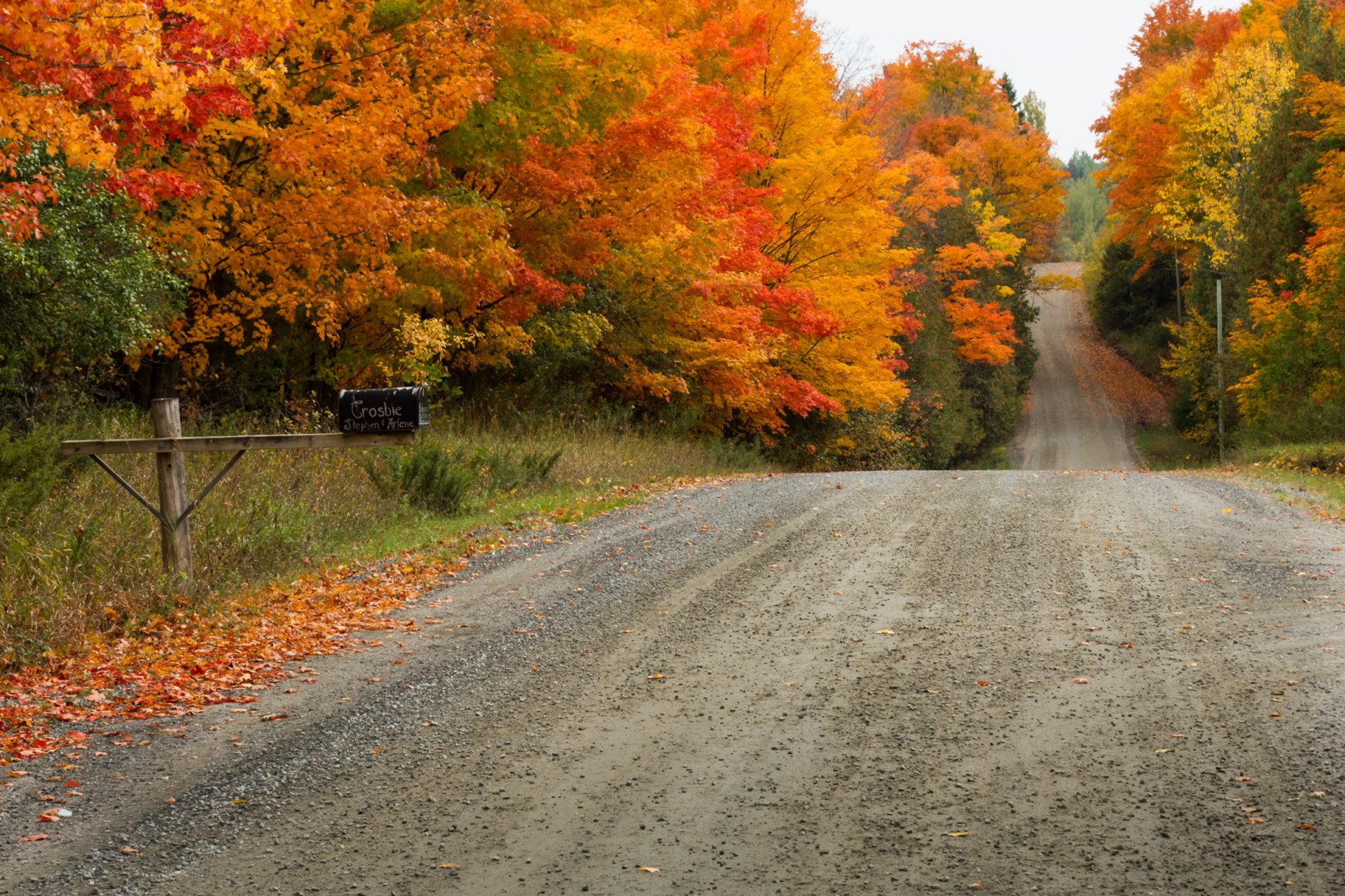 nature paysage route arbres automne feuilles