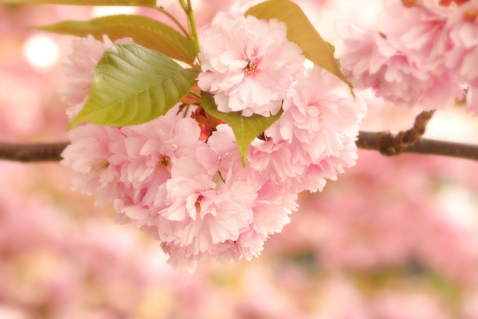 sakura floración flores rosa rama hojas macro