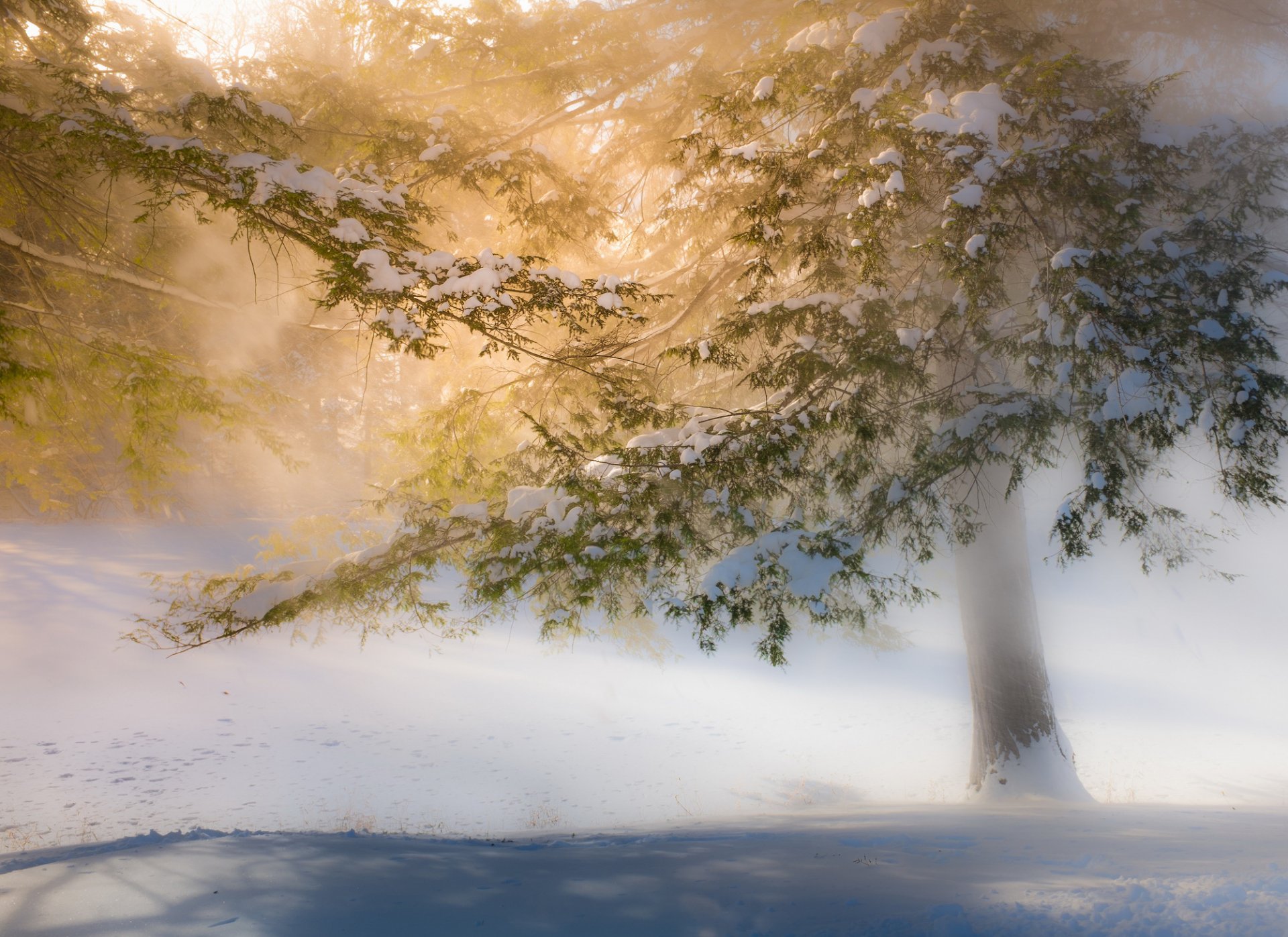 invierno árboles nieve luz soleado