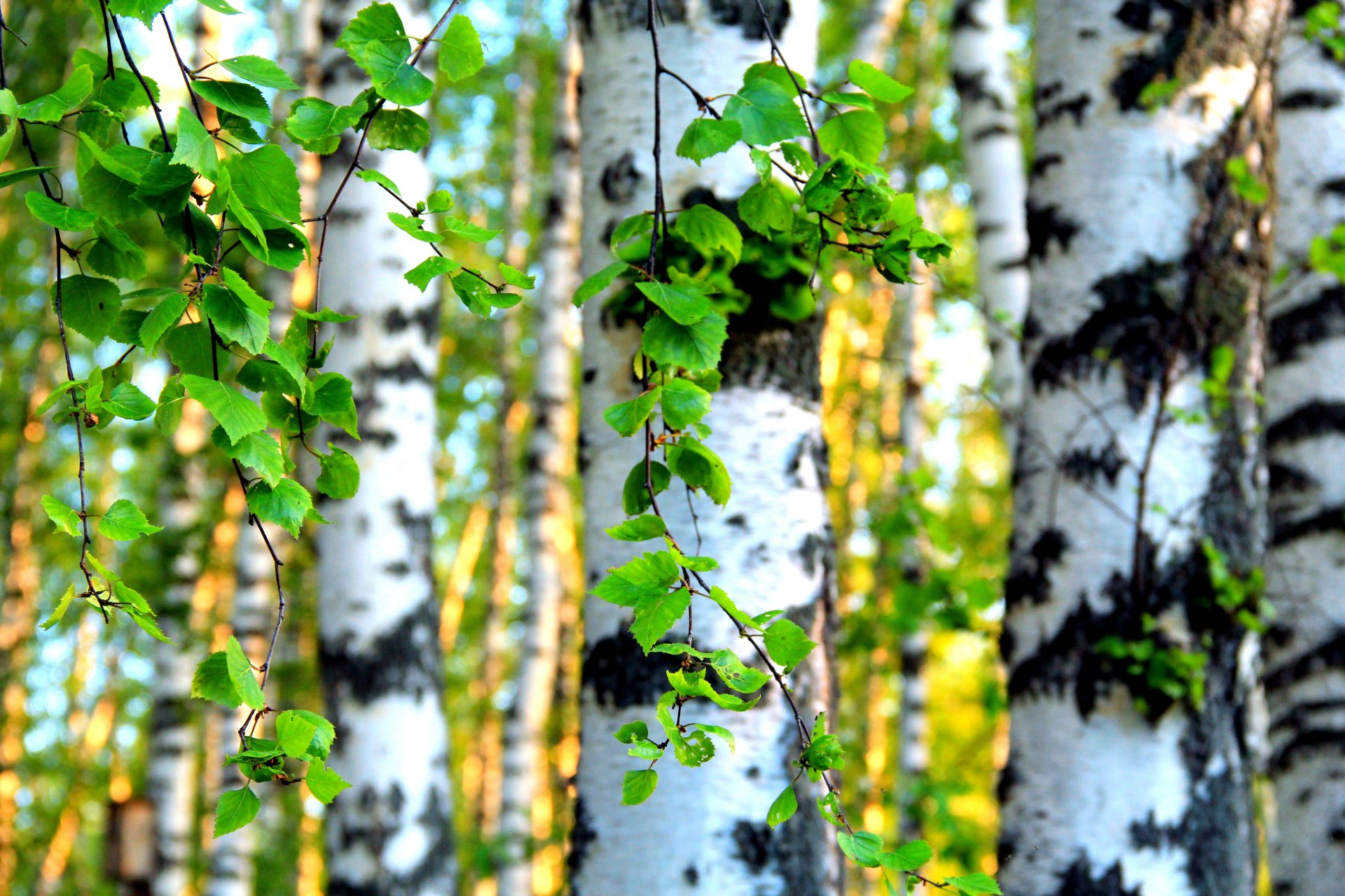 tree birch leave