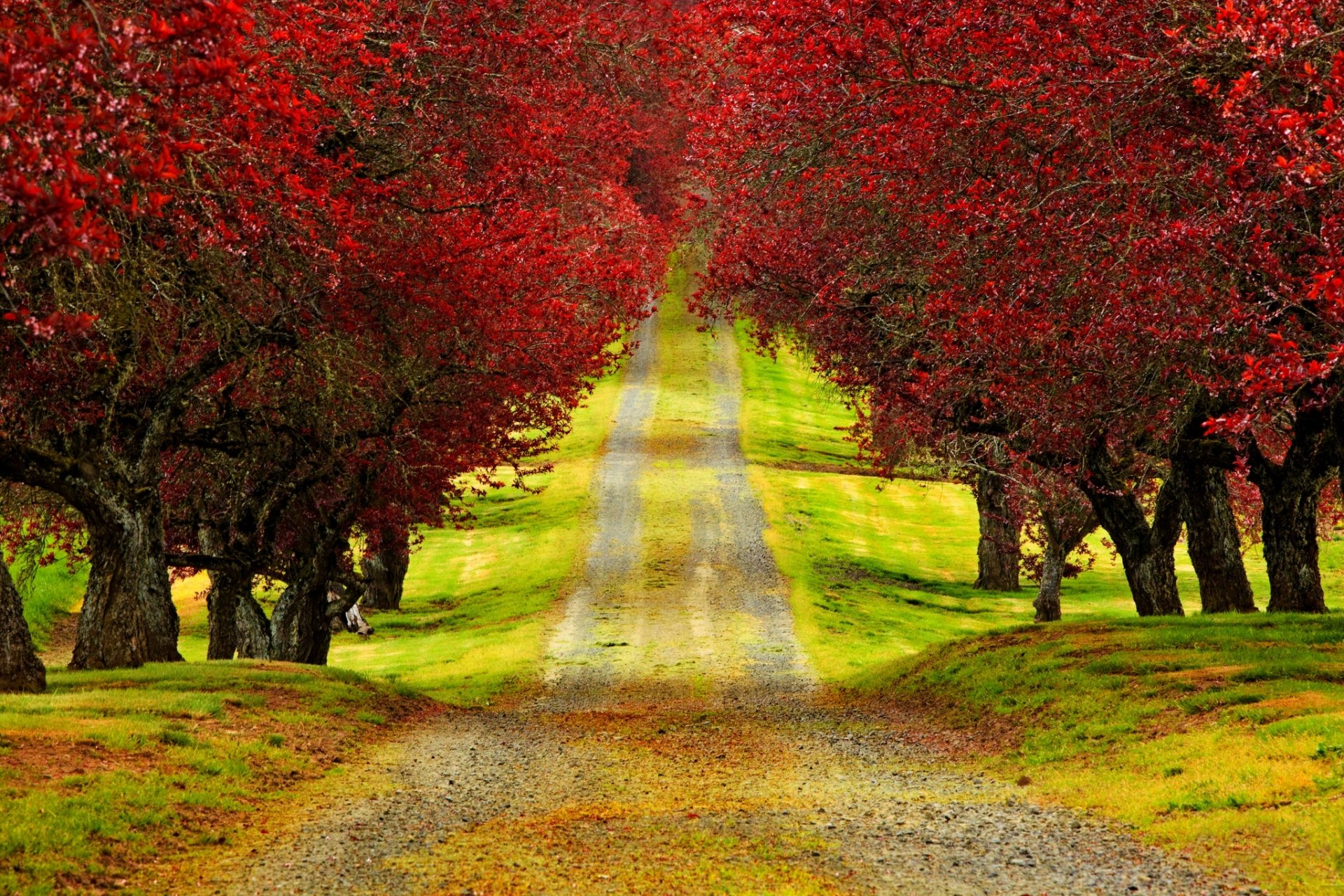 nature forest park trees leaves colorful road autumn fall colors walk trail time