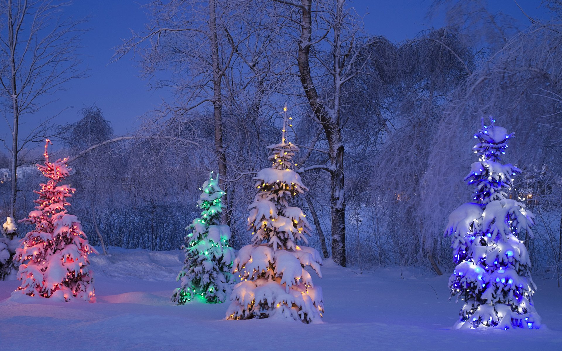 kanada winter bäume baum schnee licht winter tanne weihnachtsbaum girlande lichter frost rot gelb blau abend