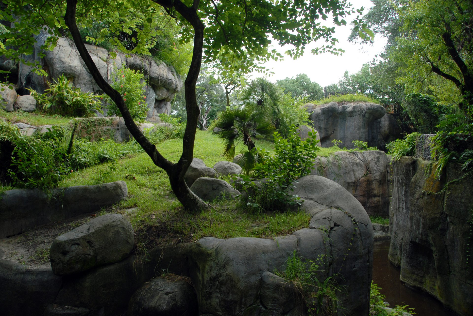 rock water tree forest grass